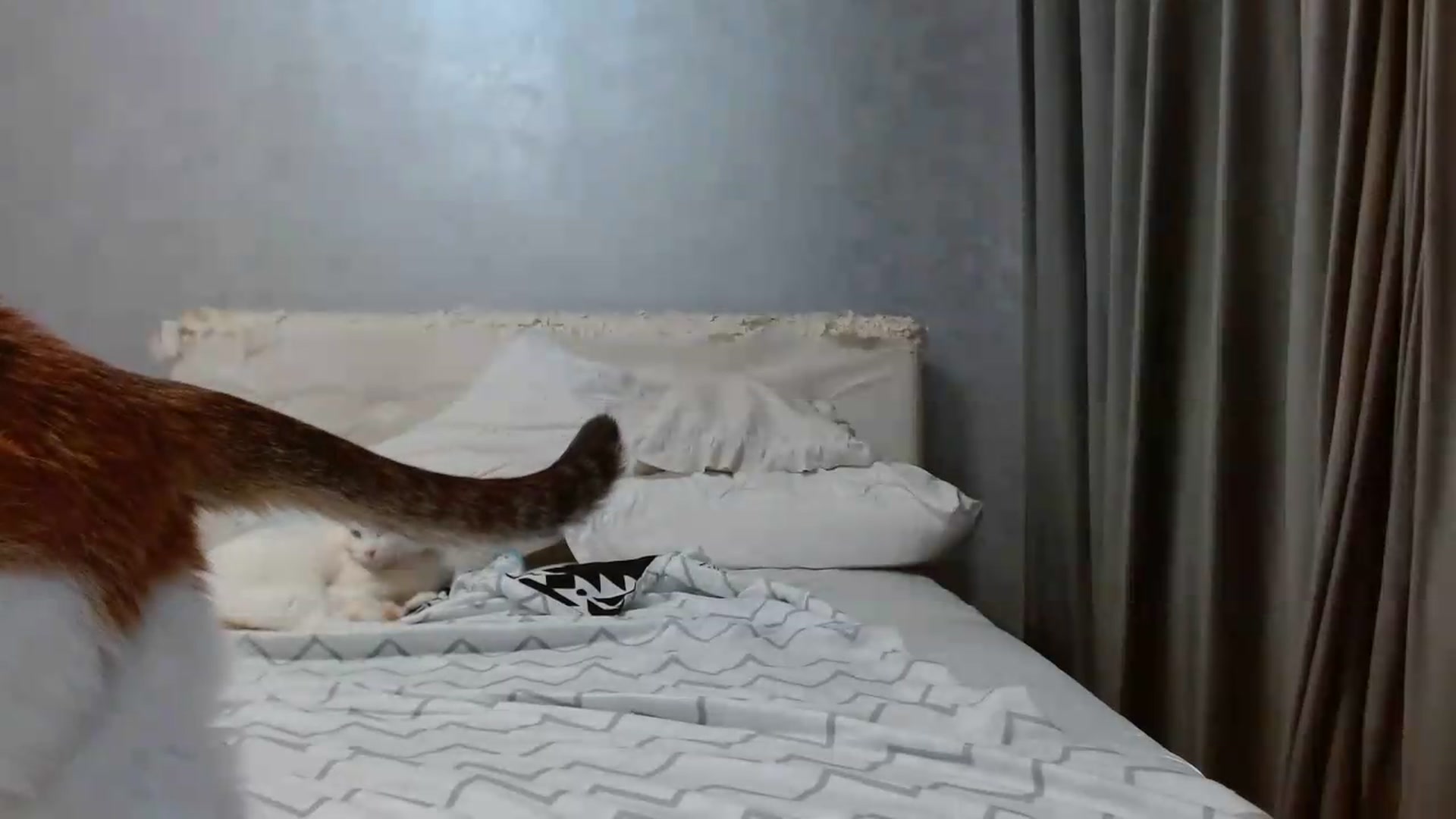 Gallery image thumbnail from Aahh_Emilia's myfreecams stream on, 07/28/2026, 18:21 image 2 of 20