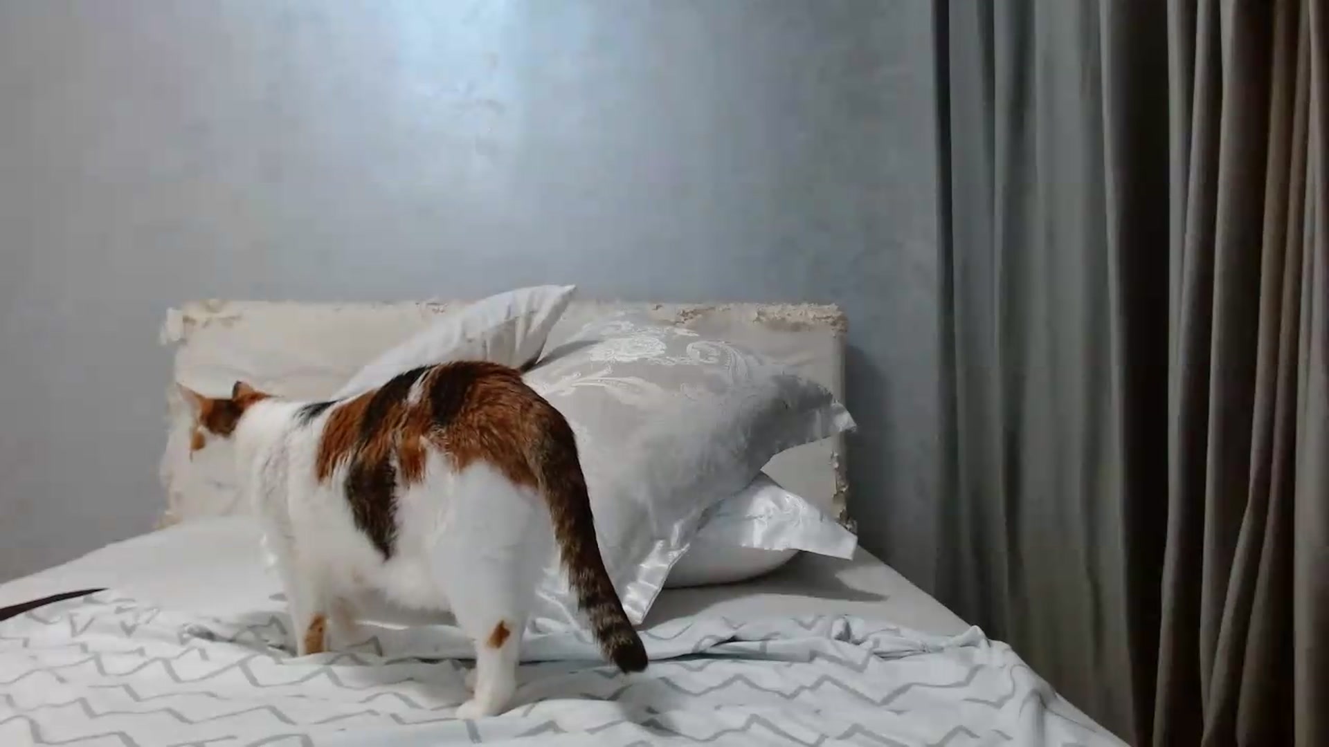 Gallery image thumbnail from Aahh_Emilia's myfreecams stream on, 08/09/2026, 17:58 image 9 of 20