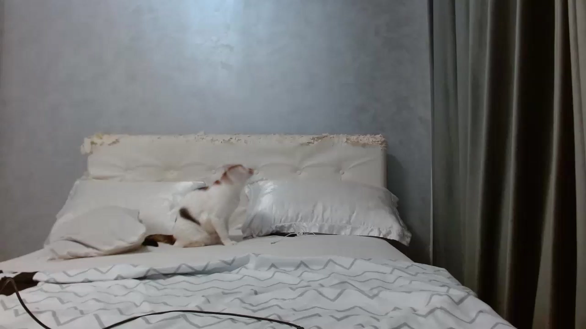 Gallery image thumbnail from Aahh_Emilia's myfreecams stream on, 08/11/2026, 16:42 image 12 of 20