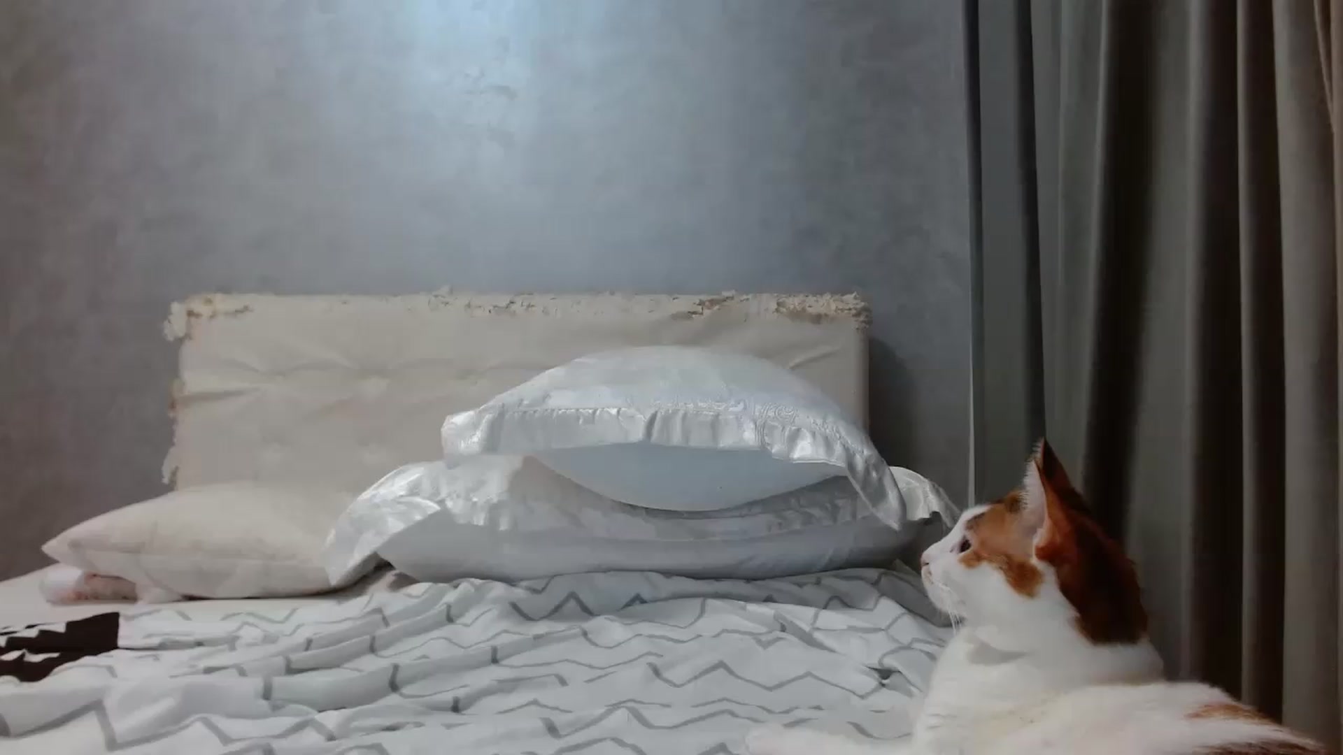 Gallery image thumbnail from Aahh_Emilia's myfreecams stream on, 08/11/2026, 18:06 image 16 of 20