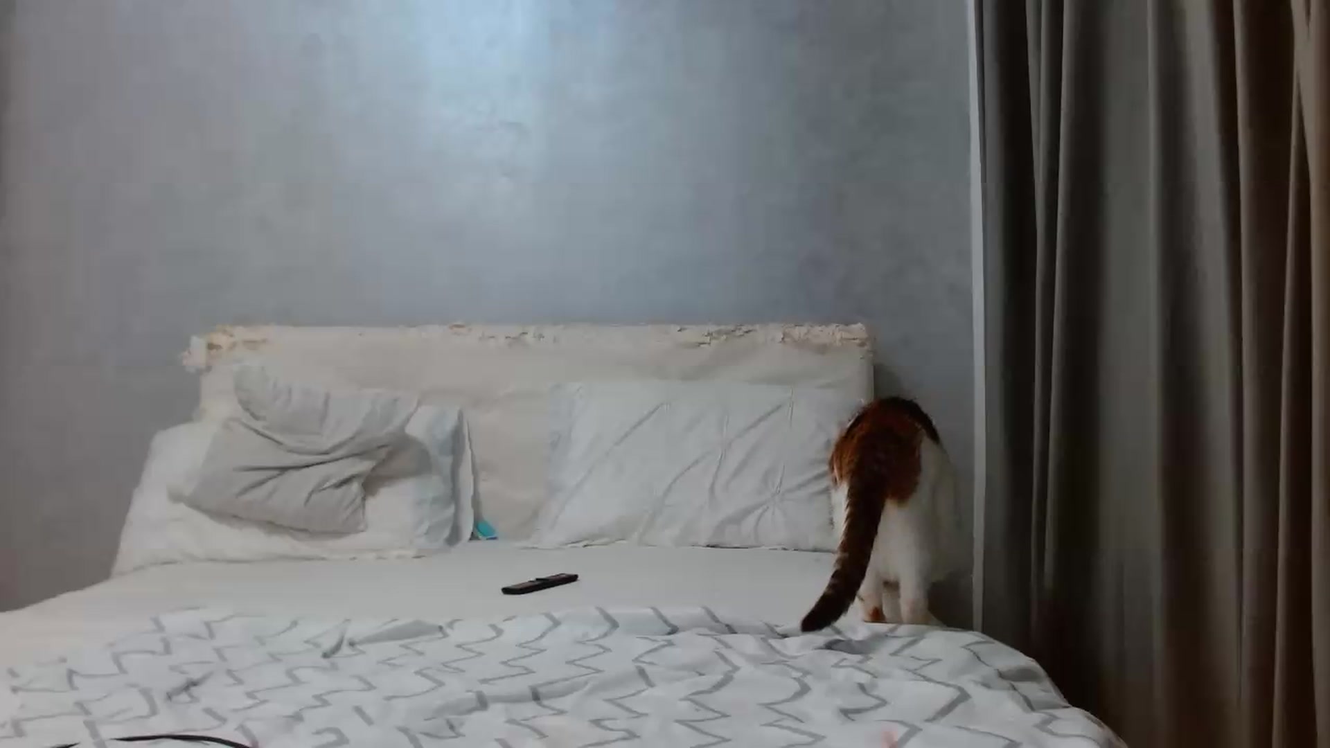 Gallery image thumbnail from Aahh_Emilia's myfreecams stream on, 08/20/2026, 16:06 image 14 of 20