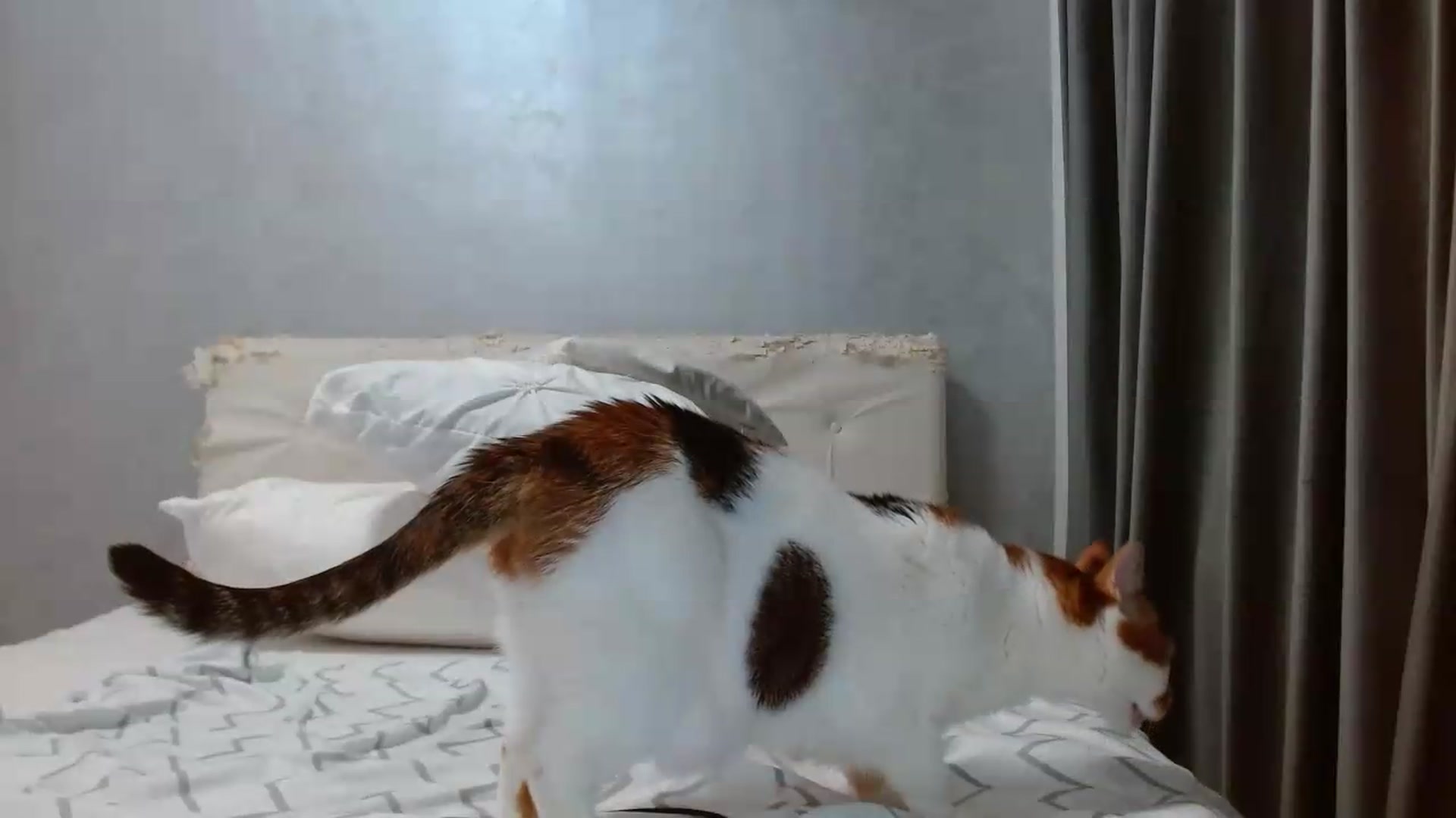 Gallery image thumbnail from Aahh_Emilia's myfreecams stream on, 08/20/2026, 17:41 image 19 of 20