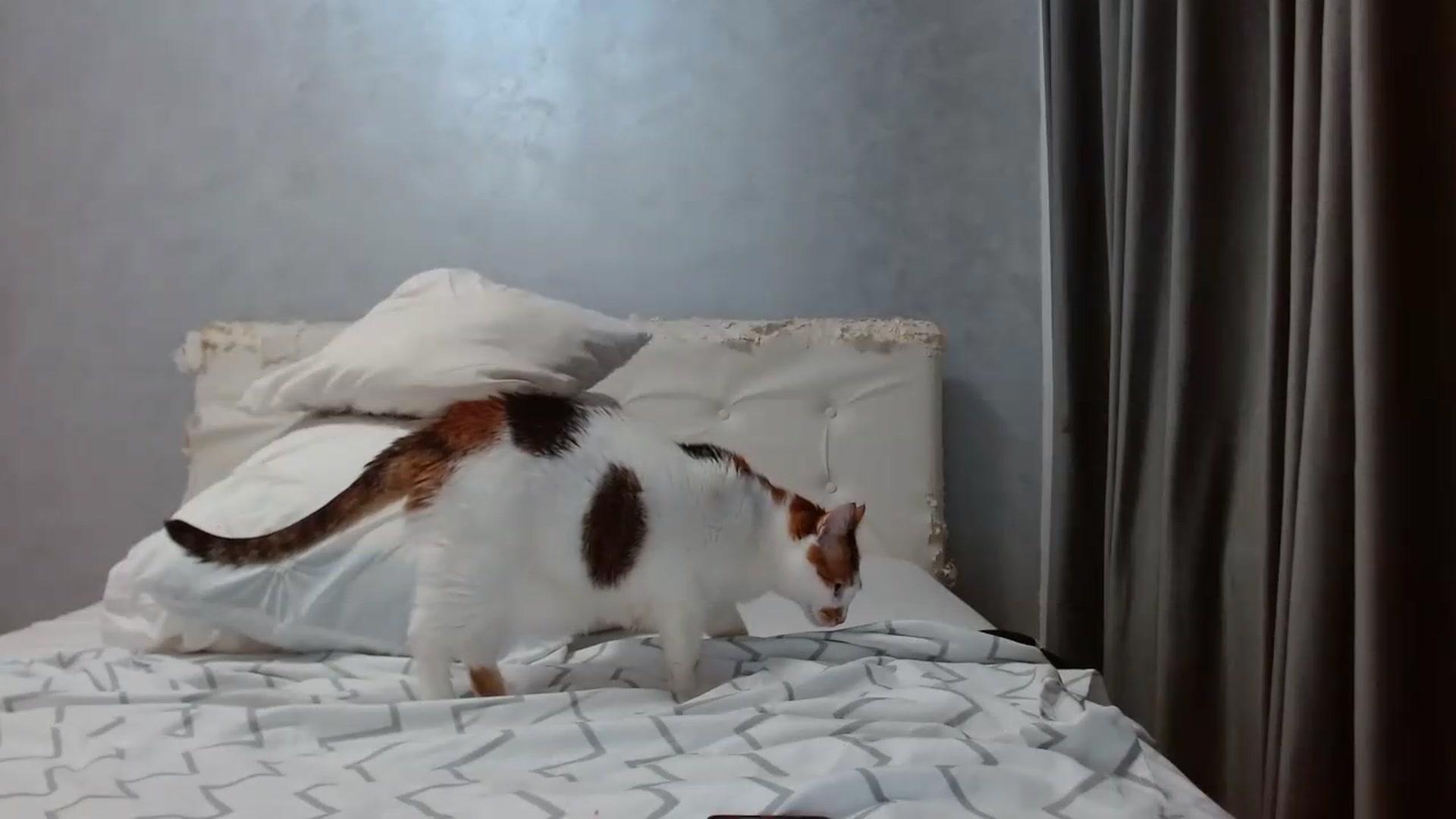 Gallery image thumbnail from Aahh_Emilia's myfreecams stream on, 08/29/2026, 17:47 image 18 of 20