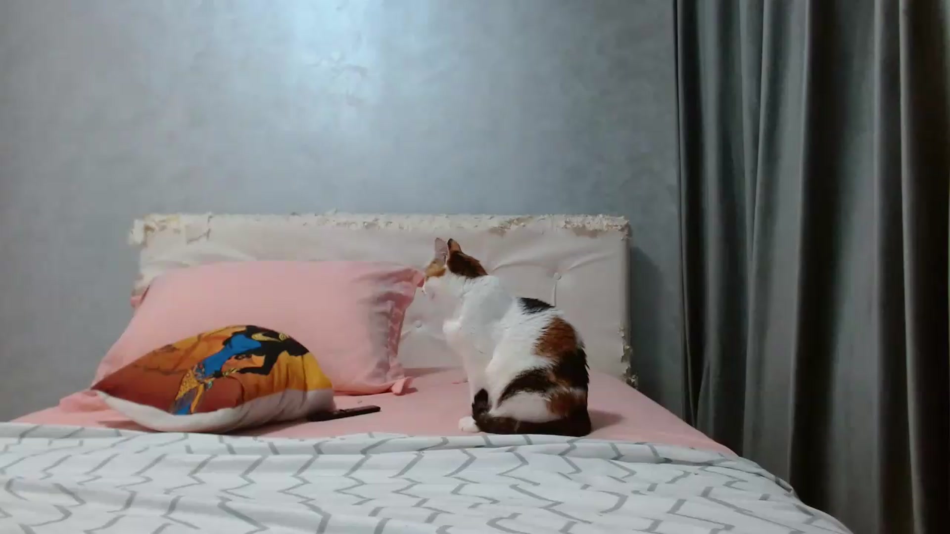 Gallery image thumbnail from Aahh_Emilia's myfreecams stream on, 09/12/2026, 18:23 image 7 of 20