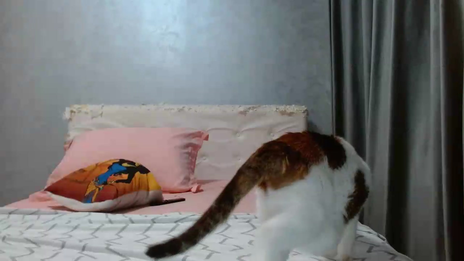 Gallery image thumbnail from Aahh_Emilia's myfreecams stream on, 09/12/2026, 18:23 image 4 of 20