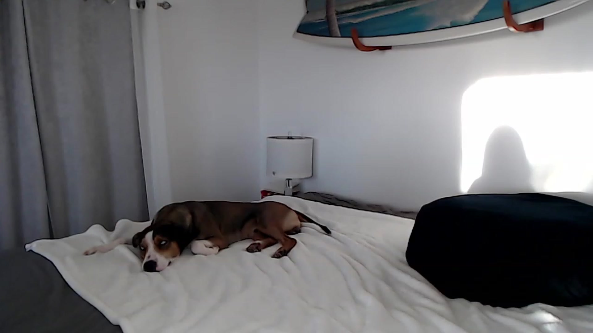 Gallery image thumbnail from Abbie_Hoffman's myfreecams stream on, 08/23/2023, 04:36 image 16 of 20