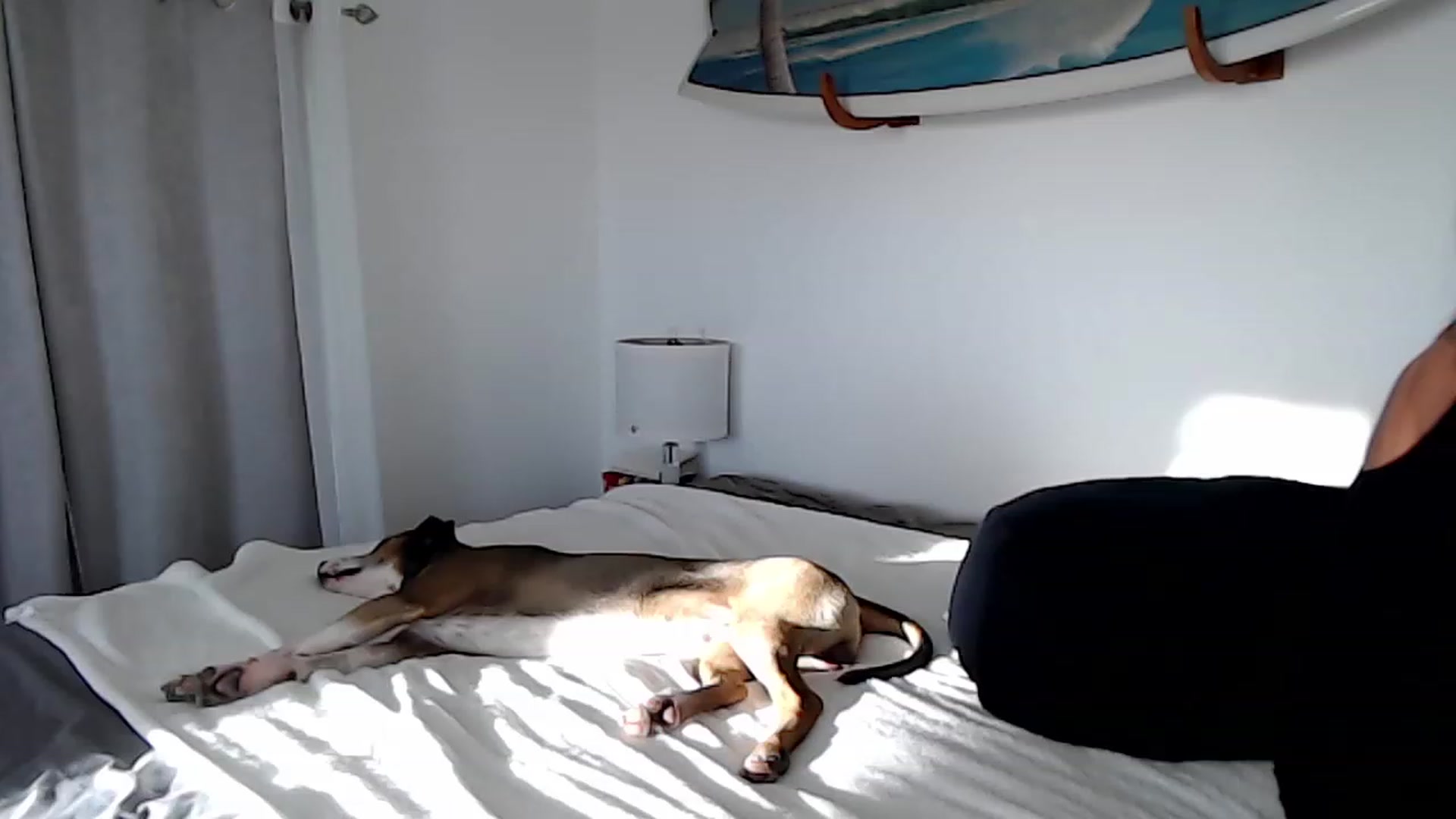 Gallery image thumbnail from Abbie_Hoffman's myfreecams stream on, 08/23/2023, 04:36 image 8 of 20