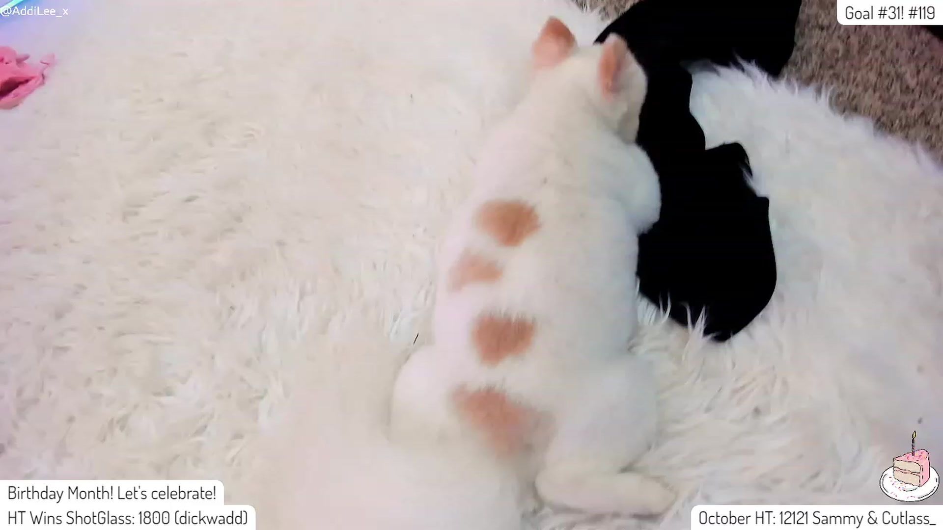 Gallery image thumbnail from AddiLee's myfreecams stream on, 10/25/2023, 22:17 image 12 of 20