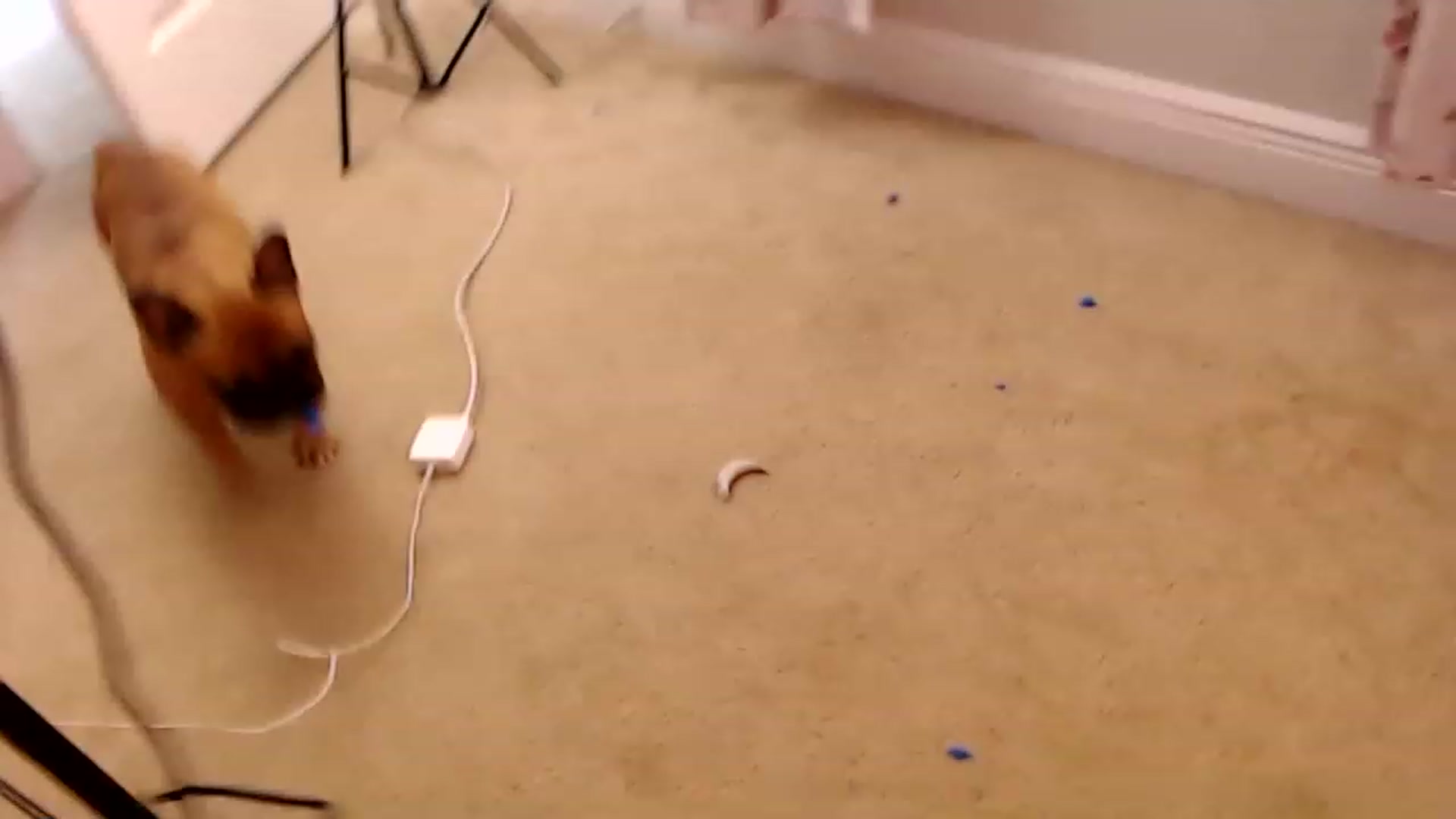Gallery image thumbnail from AddictiveKiss's myfreecams stream on, 05/04/2023, 20:47 image 18 of 20