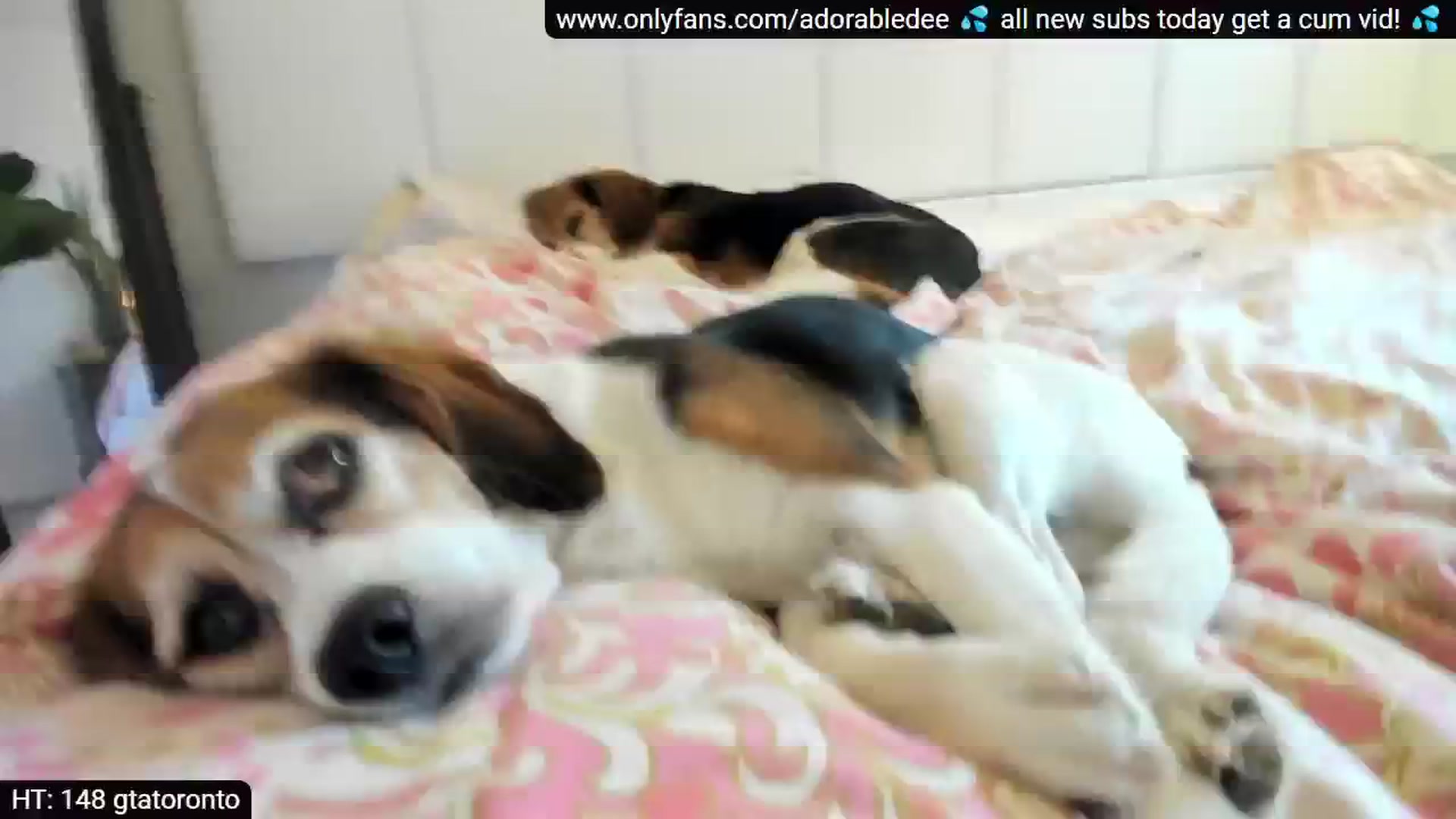 Gallery image thumbnail from AdorableDee's myfreecams stream on, 08/12/2024, 21:36 image 6 of 20