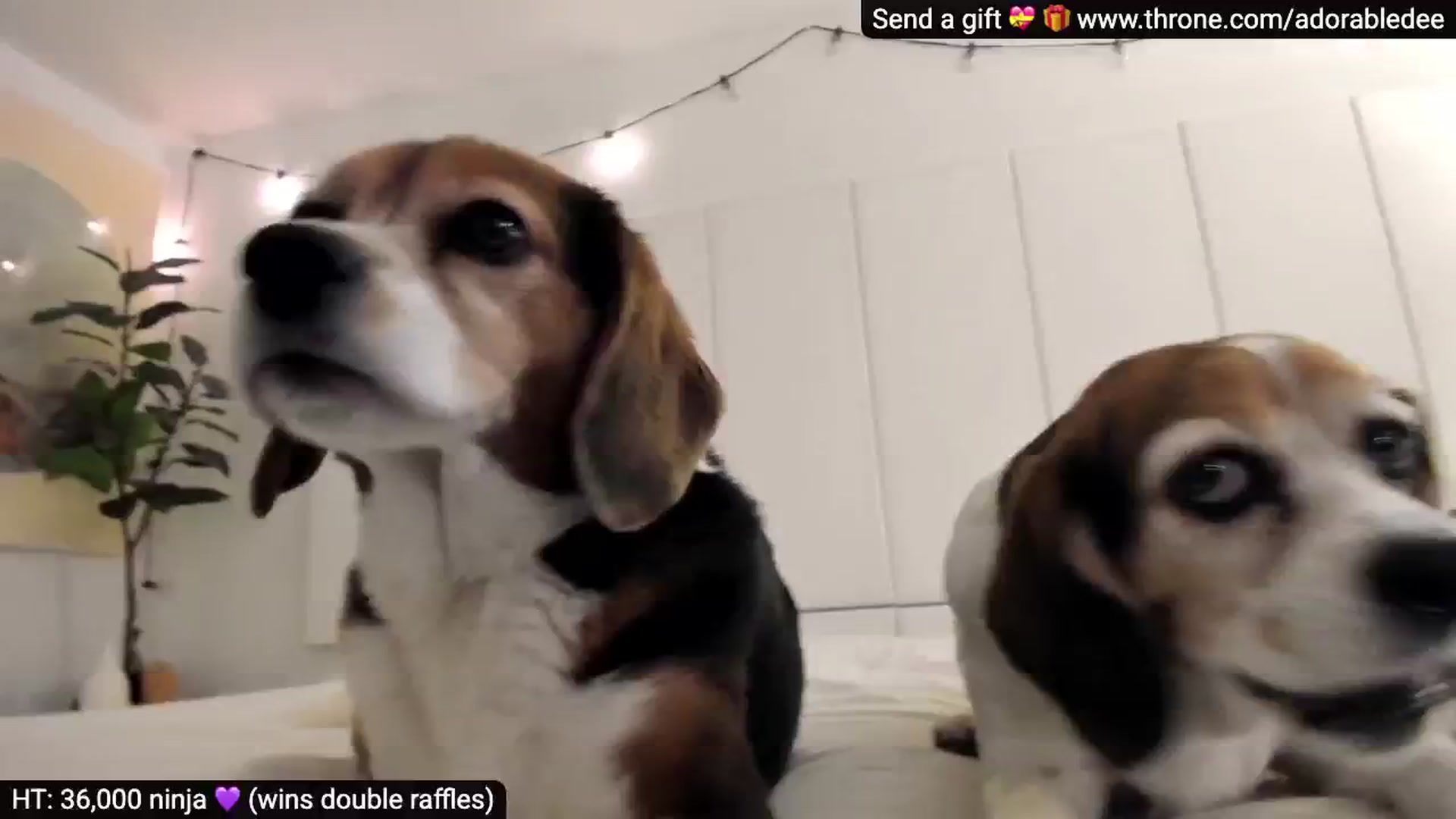 Gallery image thumbnail from AdorableDee's myfreecams stream on, 11/17/2025, 20:01 image 18 of 20