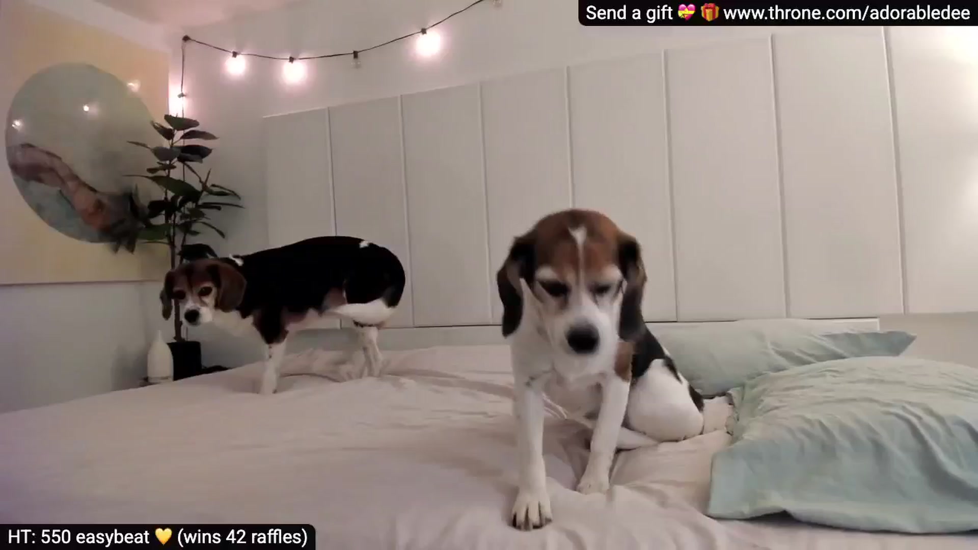 Gallery image thumbnail from AdorableDee's myfreecams stream on, 11/24/2025, 21:22 image 6 of 20