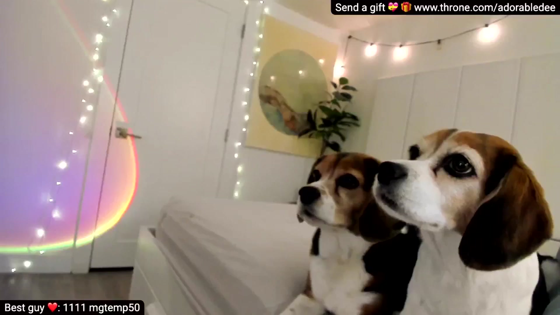 Gallery image thumbnail from AdorableDee's myfreecams stream on, 01/26/2026, 21:18 image 8 of 20