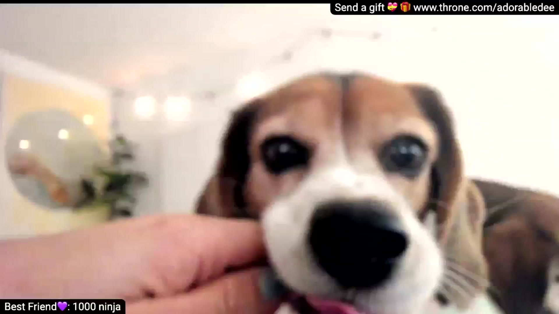 Gallery image thumbnail from AdorableDee's myfreecams stream on, 02/12/2026, 22:14 image 1 of 20