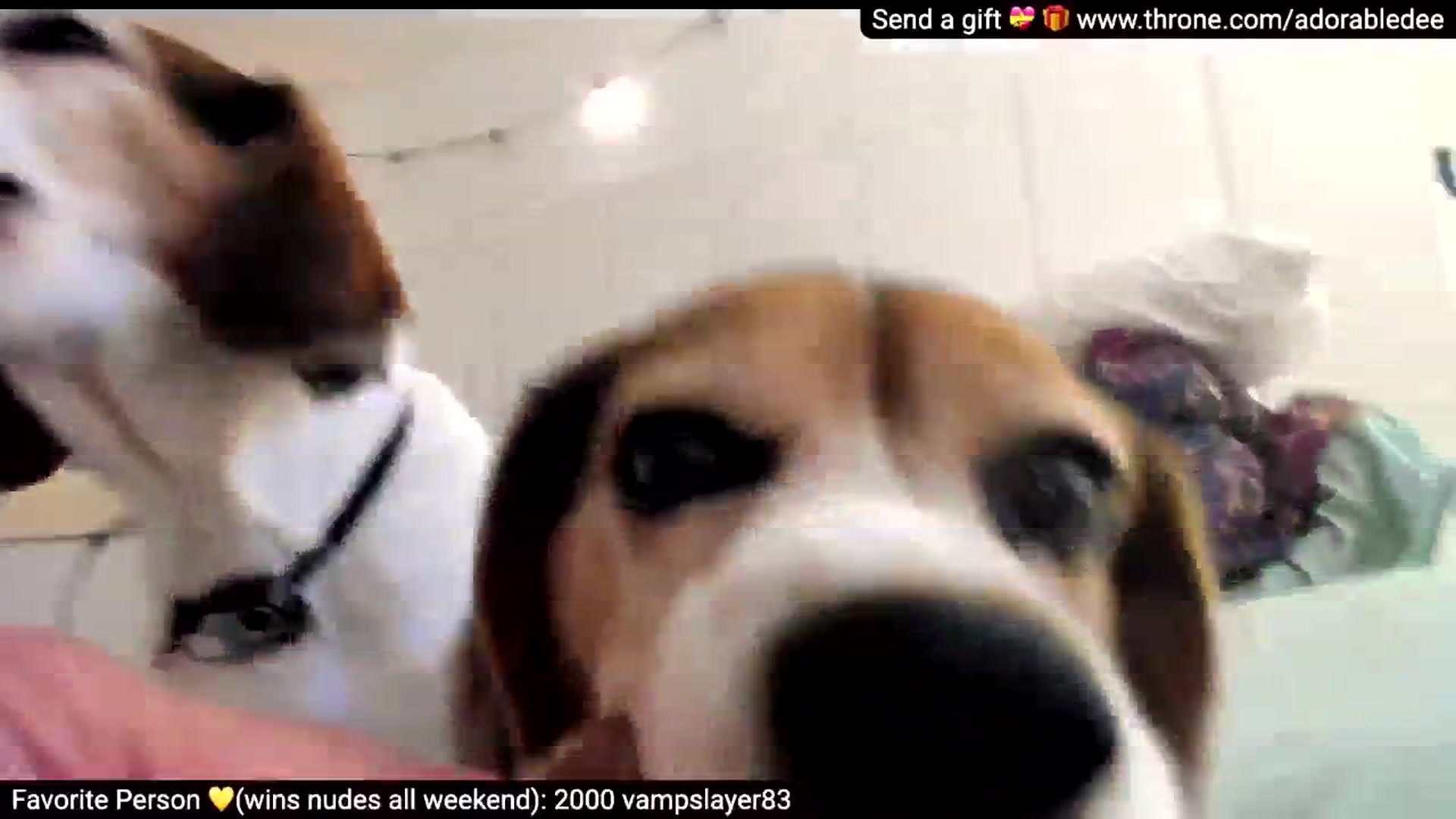 Gallery image thumbnail from AdorableDee's myfreecams stream on, 03/20/2026, 21:31 image 14 of 20