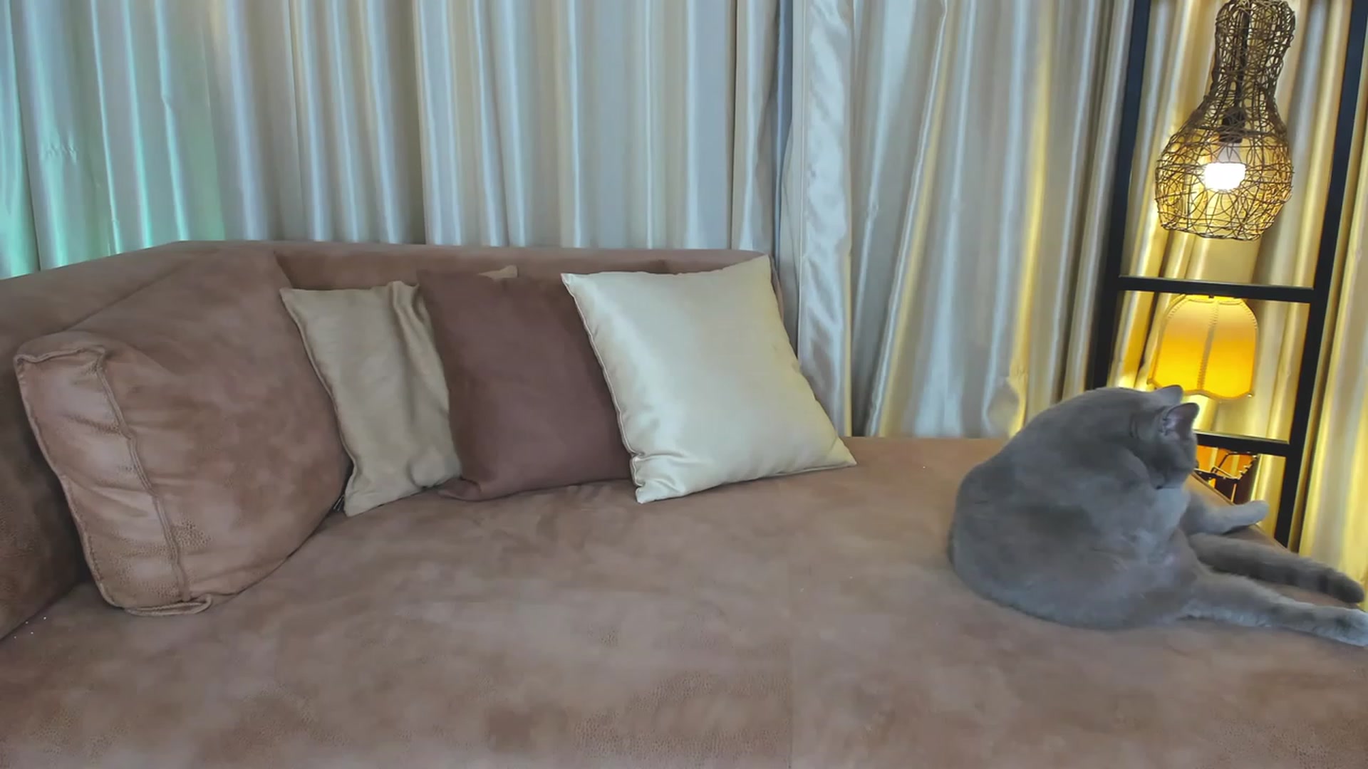 Gallery image thumbnail from AdySweet's myfreecams stream on, 08/28/2023, 01:54 image 9 of 20