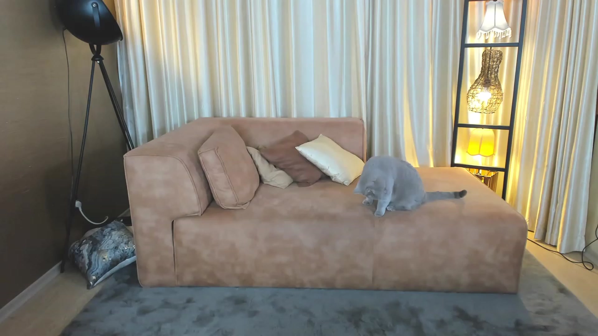Gallery image thumbnail from AdySweet's myfreecams stream on, 10/22/2023, 24:26 image 13 of 20