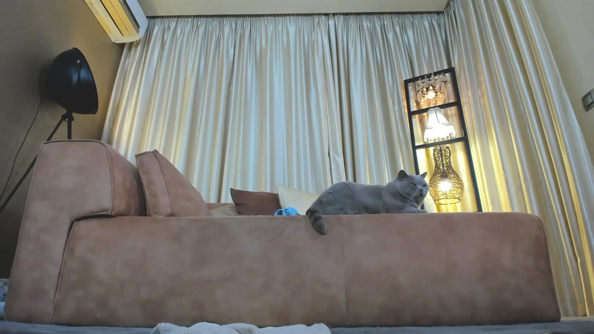 Gallery image thumbnail from AdySweet's myfreecams stream on, 11/13/2023, 03:36 image 9 of 20