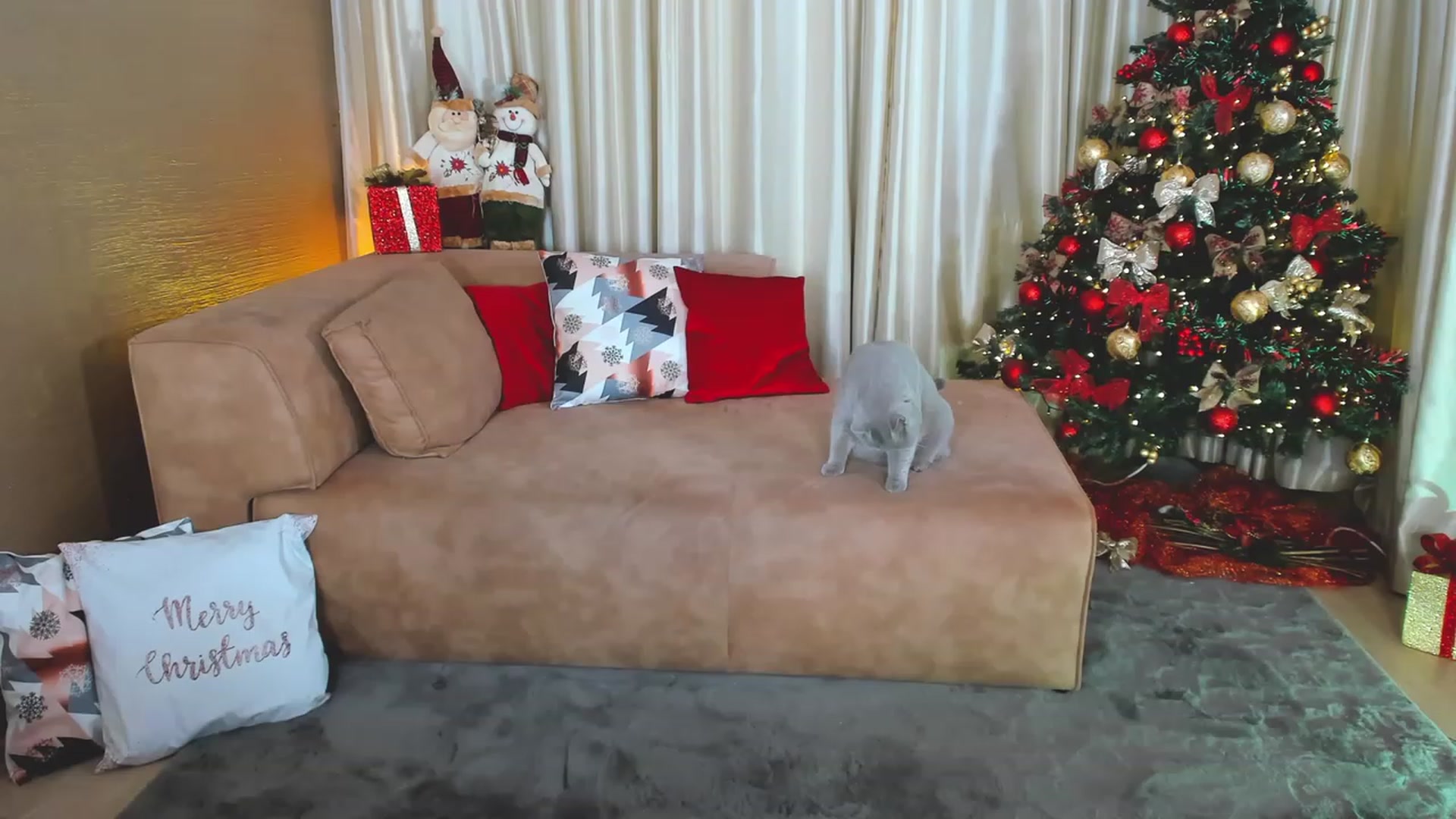Gallery image thumbnail from AdySweet's myfreecams stream on, 12/09/2023, 02:11 image 3 of 20