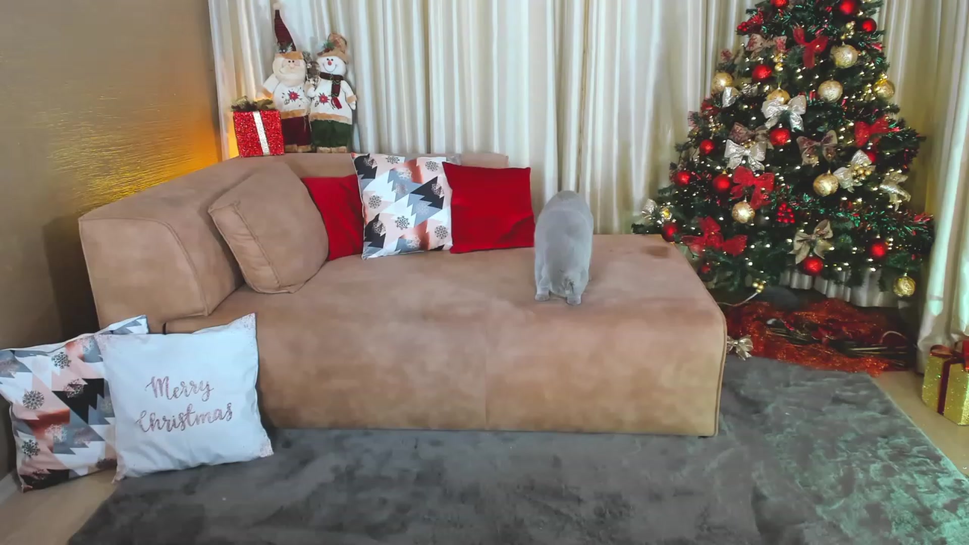 Gallery image thumbnail from AdySweet's myfreecams stream on, 12/14/2023, 01:39 image 7 of 20