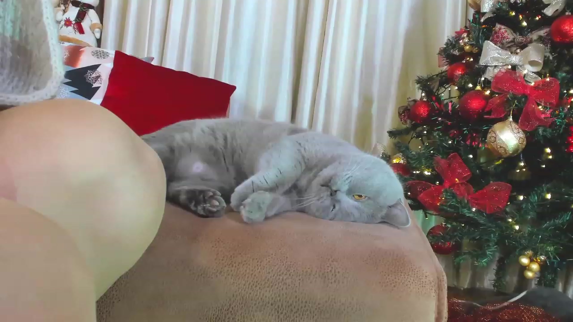 Gallery image thumbnail from AdySweet's myfreecams stream on, 12/15/2023, 03:25 image 15 of 20