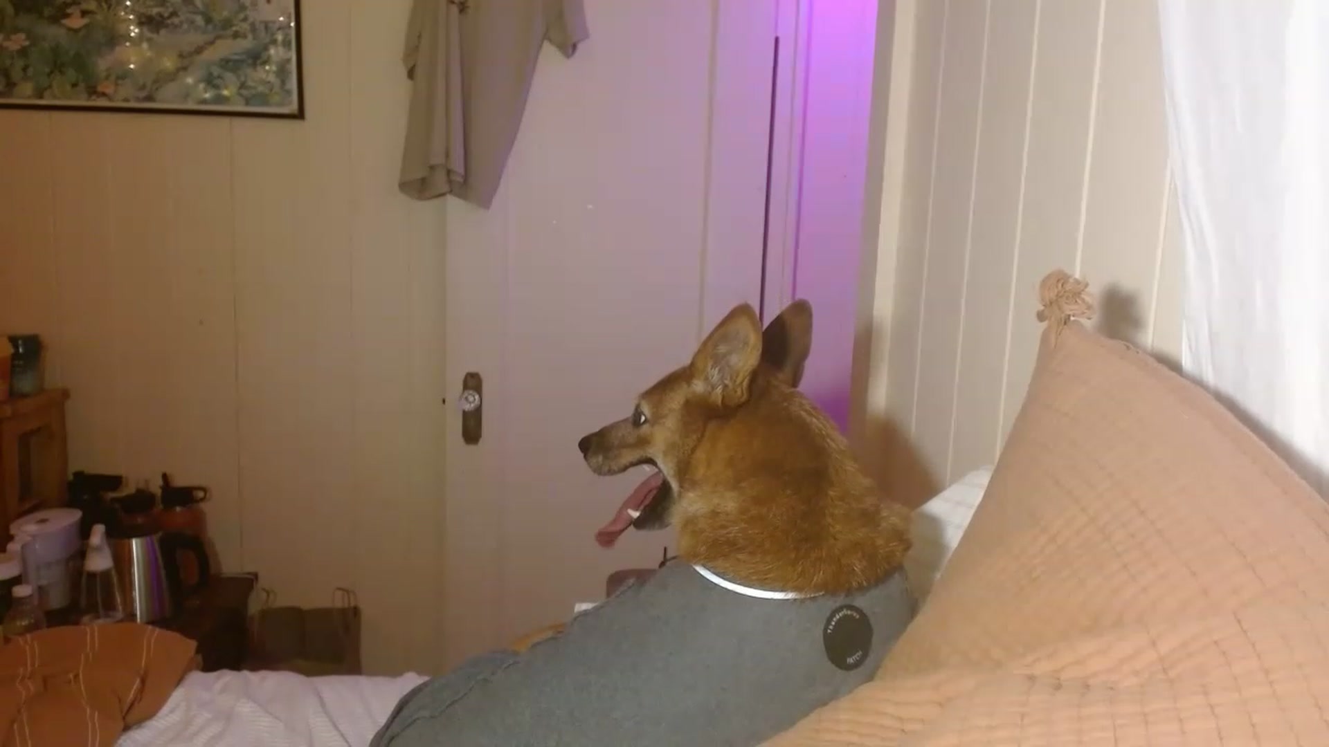 Gallery image thumbnail from Ailia_'s myfreecams stream on, 01/01/2023, 10:39 image 14 of 20