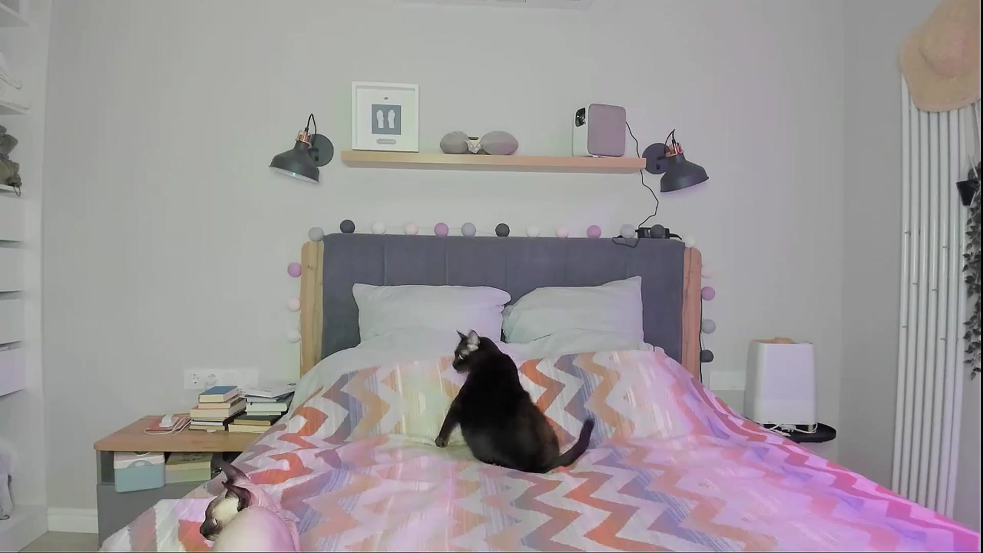 Gallery image thumbnail from Alexa_Smithhh's myfreecams stream on, 09/17/2024, 21:40 image 16 of 20