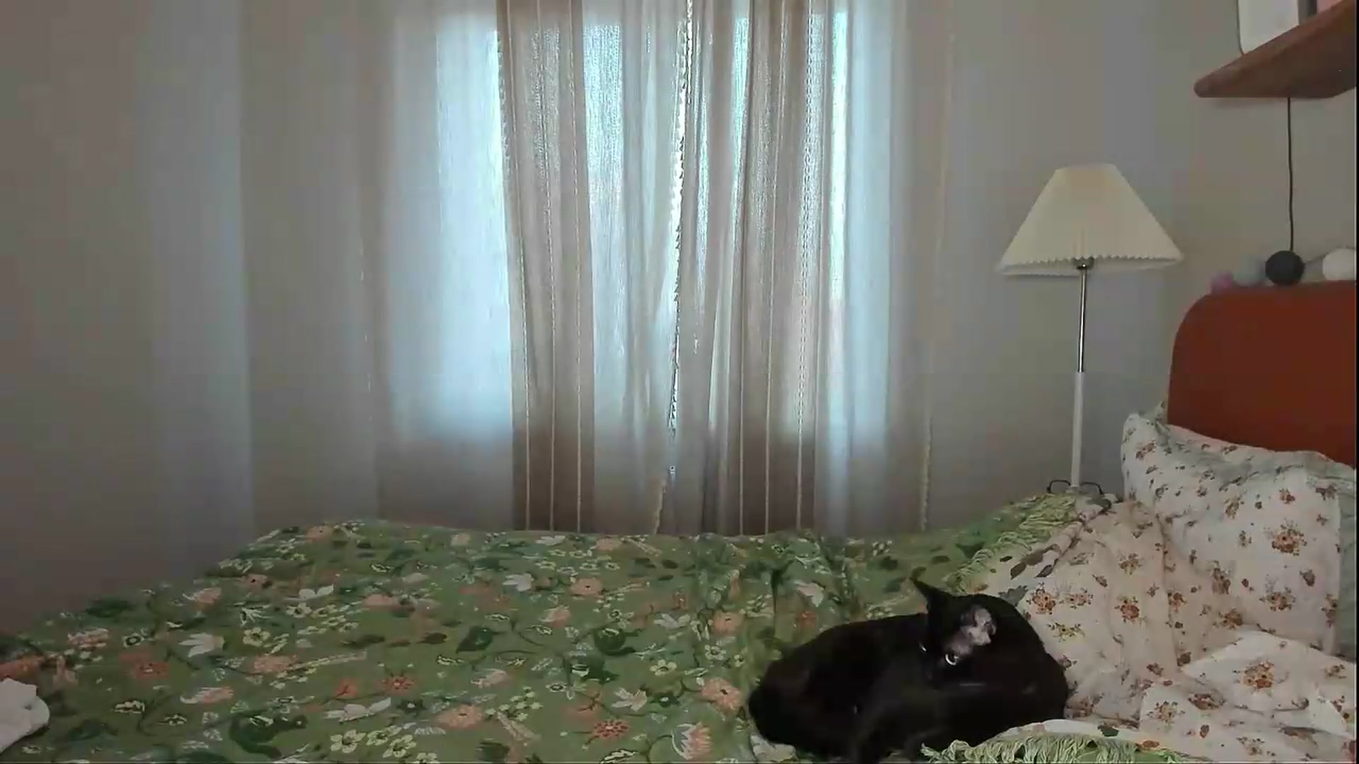 Gallery image thumbnail from Alexa_Smithhh's myfreecams stream on, 06/11/2026, 19:06 image 6 of 20