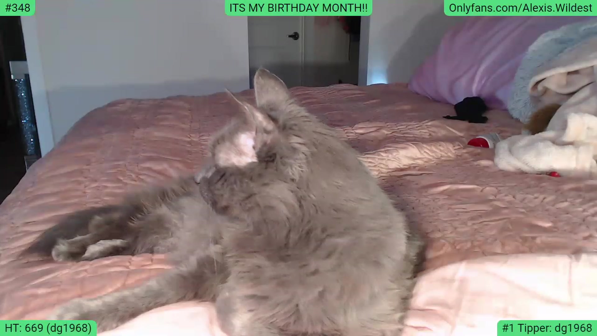 Gallery image thumbnail from AlexisWildest's myfreecams stream on, 02/02/2023, 02:45 image 18 of 20