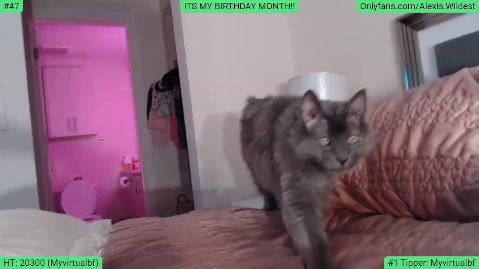 Gallery image thumbnail from AlexisWildest's myfreecams stream on, 02/04/2023, 03:20 image 1 of 20