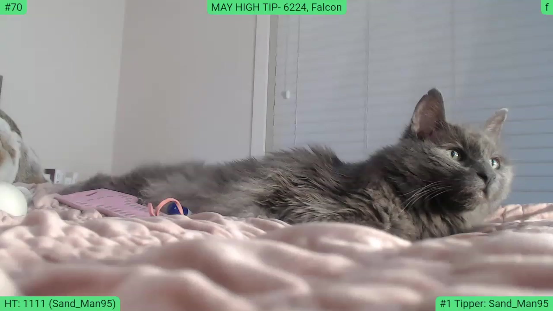 Gallery image thumbnail from AlexisWildest's myfreecams stream on, 05/13/2023, 05:52 image 10 of 20