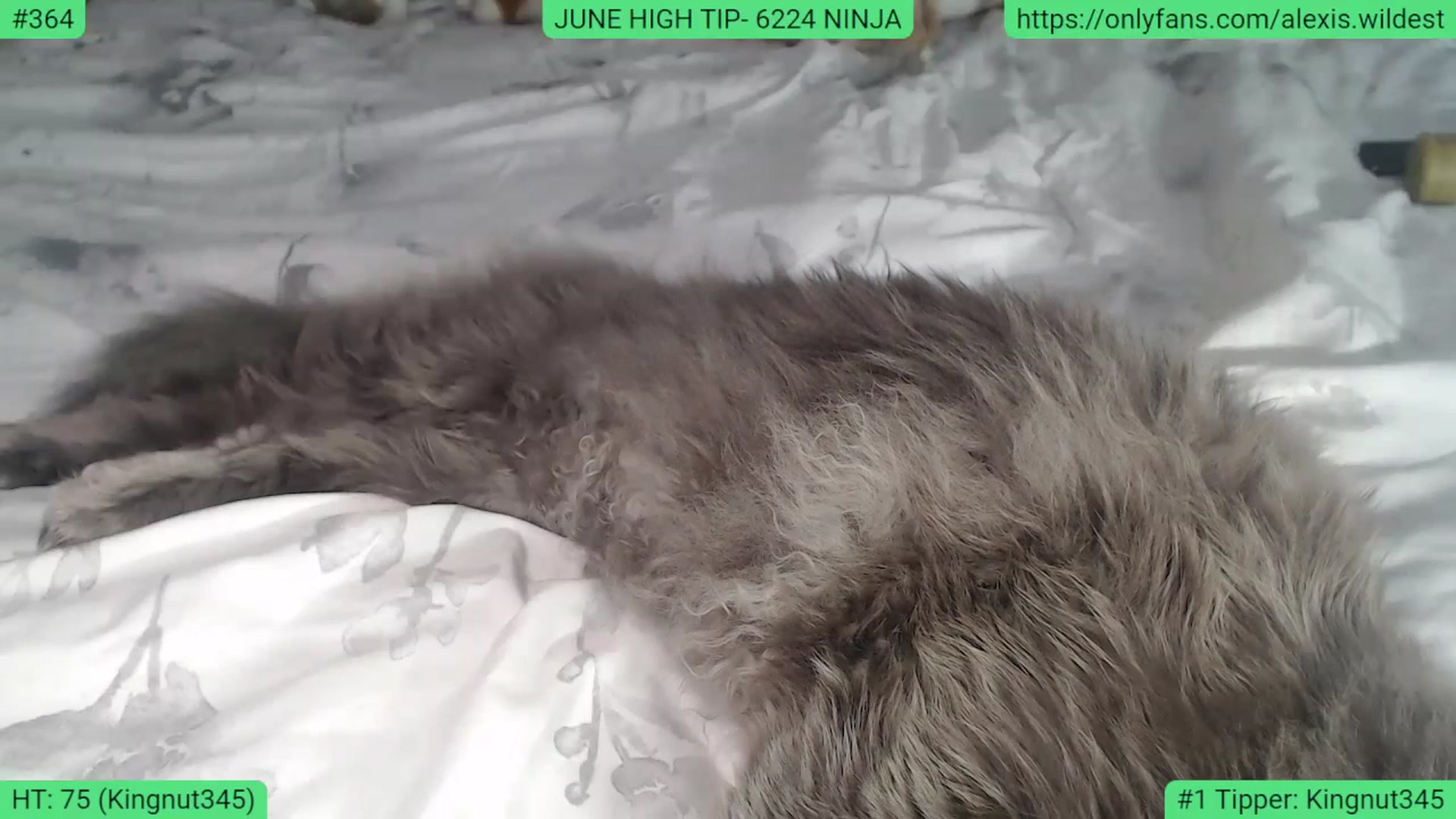 Gallery image thumbnail from AlexisWildest's myfreecams stream on, 06/27/2023, 02:06 image 6 of 20