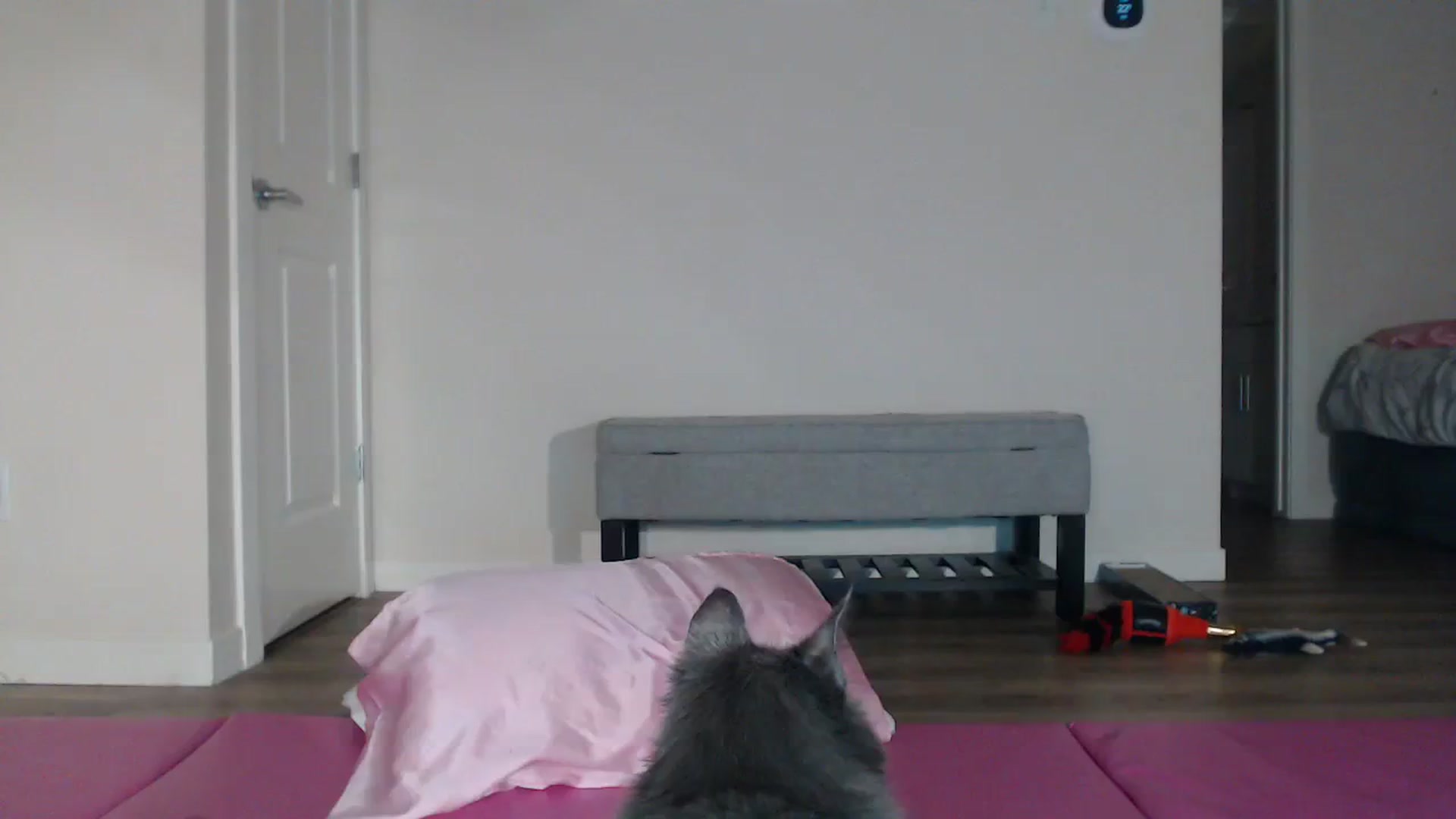 Gallery image thumbnail from AlexisWildest's myfreecams stream on, 09/23/2023, 02:47 image 7 of 20
