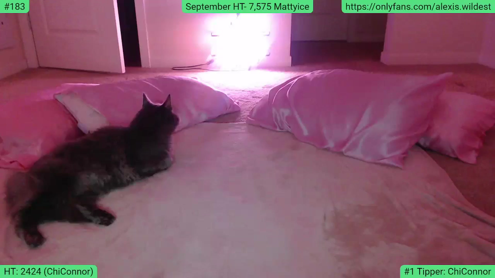 Gallery image thumbnail from AlexisWildest's myfreecams stream on, 09/30/2023, 04:22 image 5 of 20