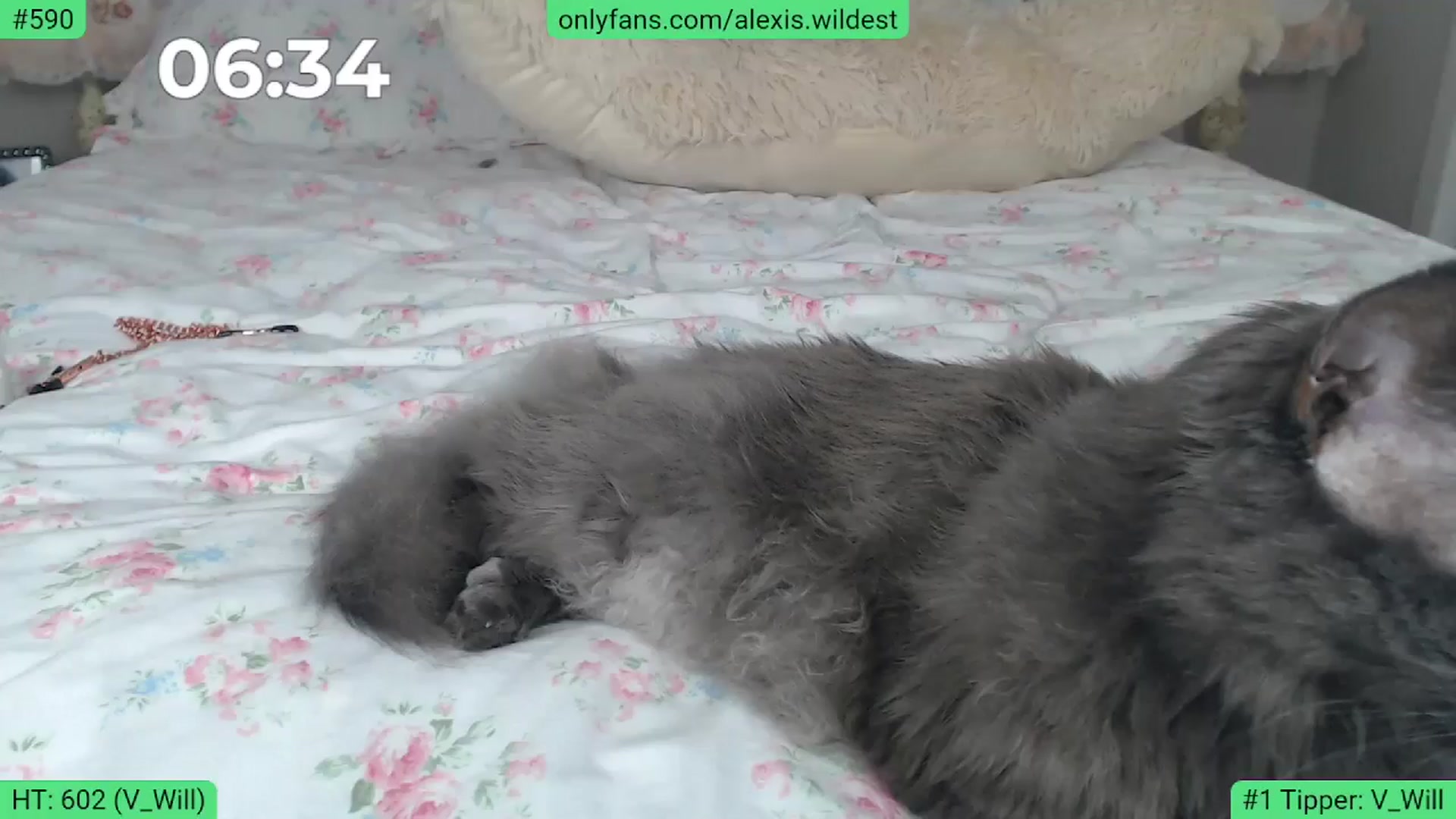 Gallery image thumbnail from AlexisWildest's myfreecams stream on, 05/14/2024, 02:35 image 16 of 20