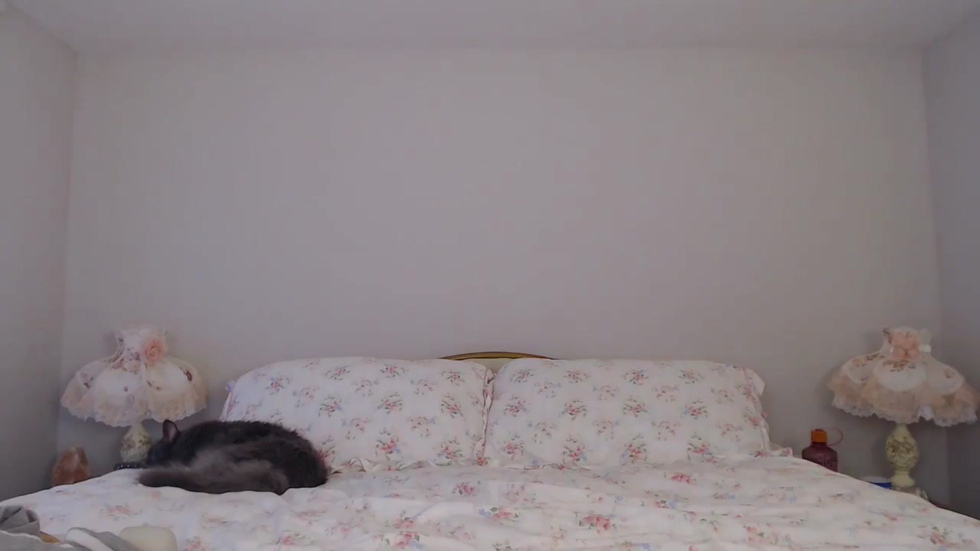 Gallery image thumbnail from AlexisWildest's myfreecams stream on, 07/06/2024, 03:13 image 19 of 20