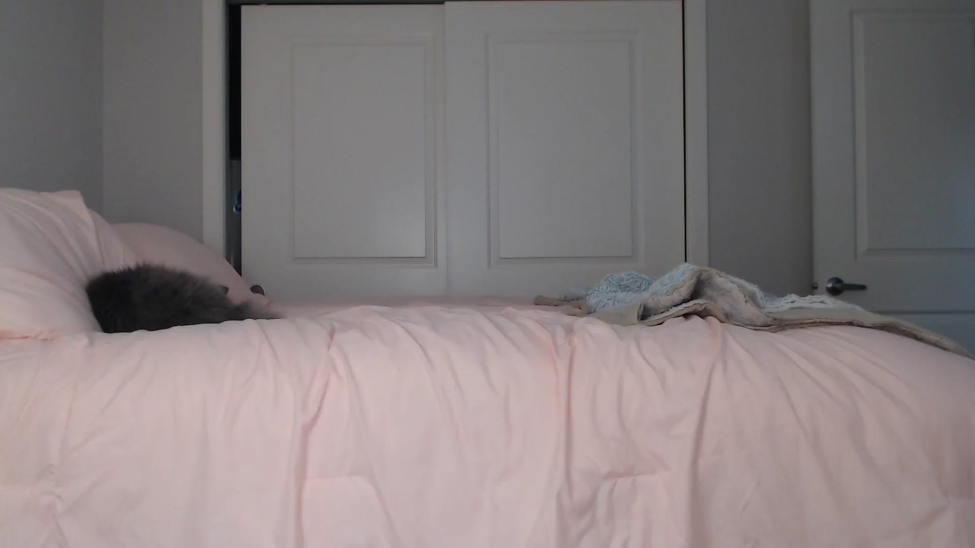 Gallery image thumbnail from AlexisWildest's myfreecams stream on, 08/22/2024, 24:27 image 12 of 20