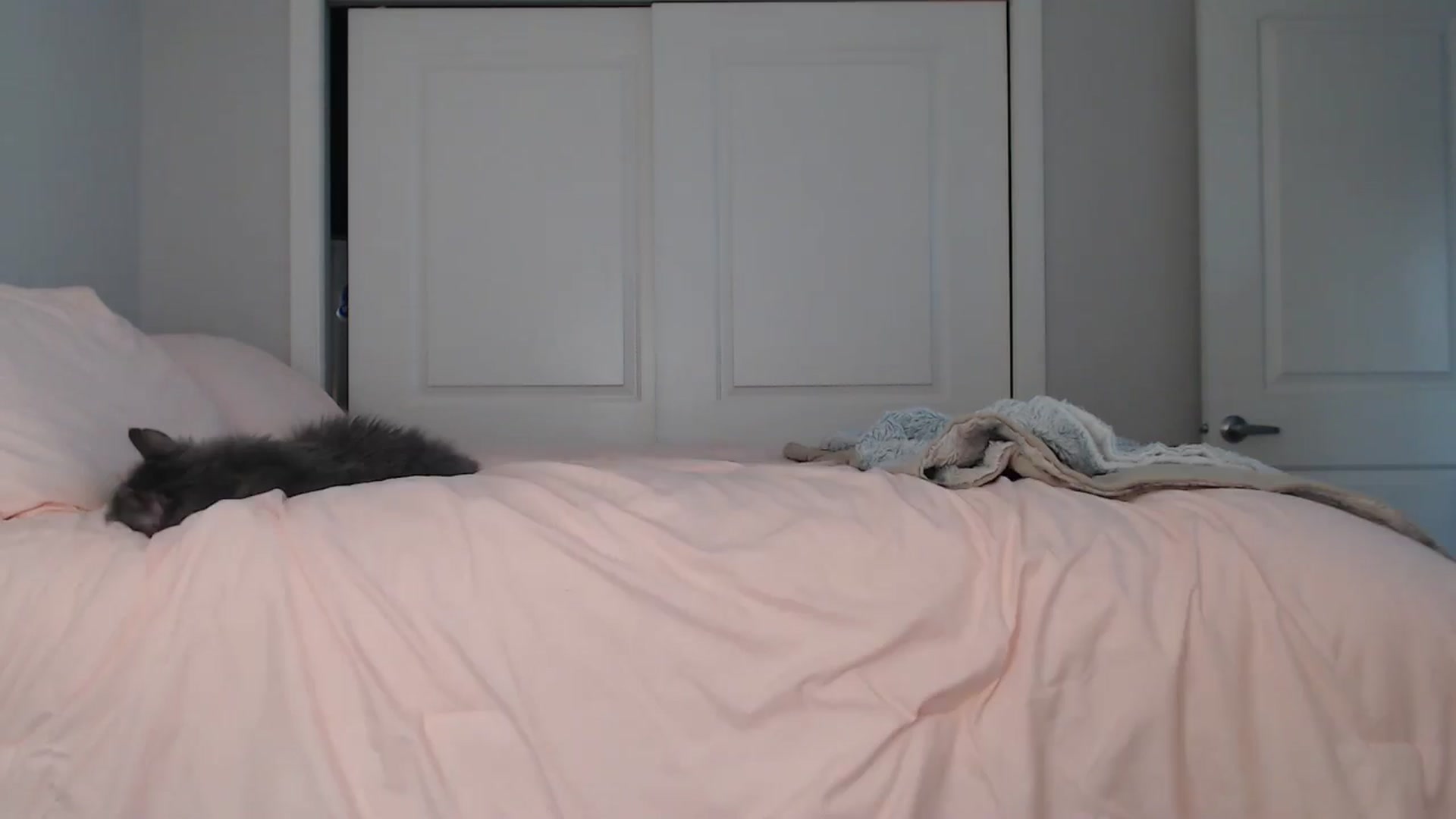 Gallery image thumbnail from AlexisWildest's myfreecams stream on, 08/22/2024, 24:27 image 5 of 20