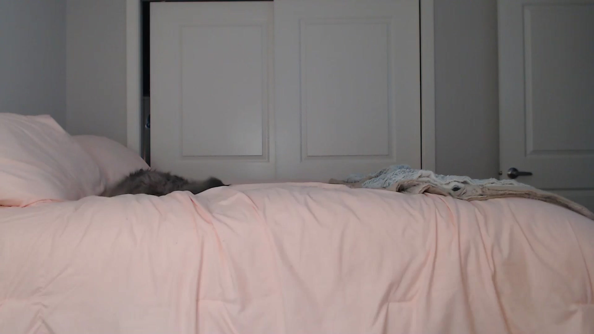 Gallery image thumbnail from AlexisWildest's myfreecams stream on, 08/22/2024, 01:58 image 5 of 20