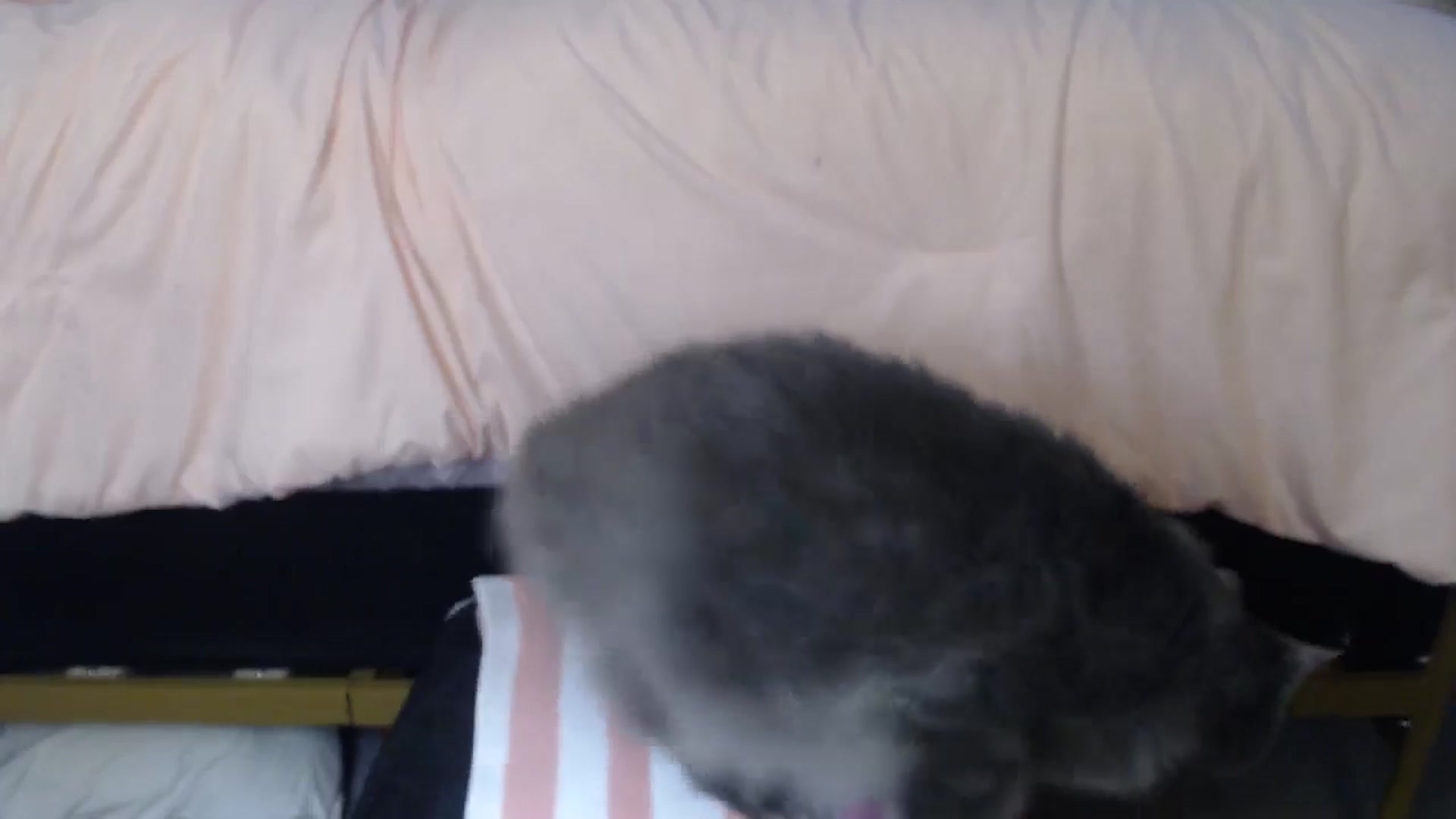 Gallery image thumbnail from AlexisWildest's myfreecams stream on, 08/22/2024, 03:36 image 5 of 20