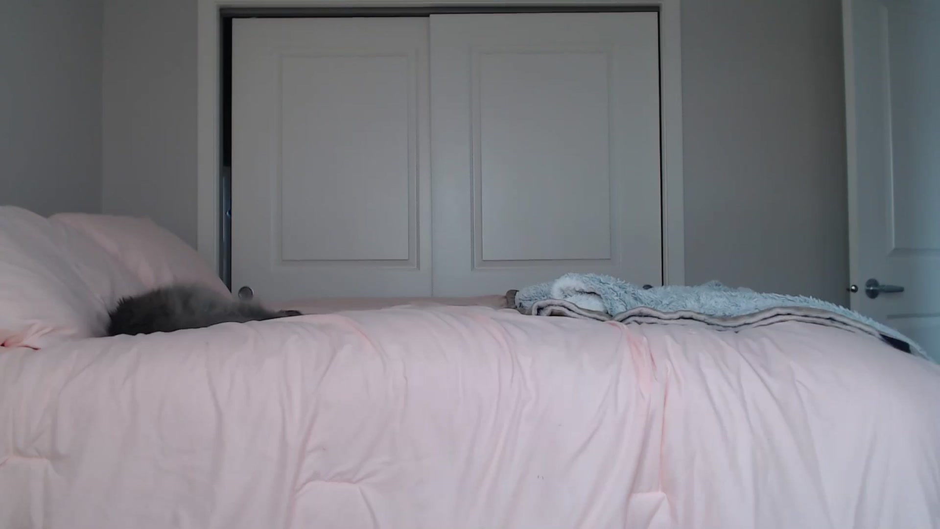 Gallery image thumbnail from AlexisWildest's myfreecams stream on, 08/24/2024, 24:03 image 8 of 20