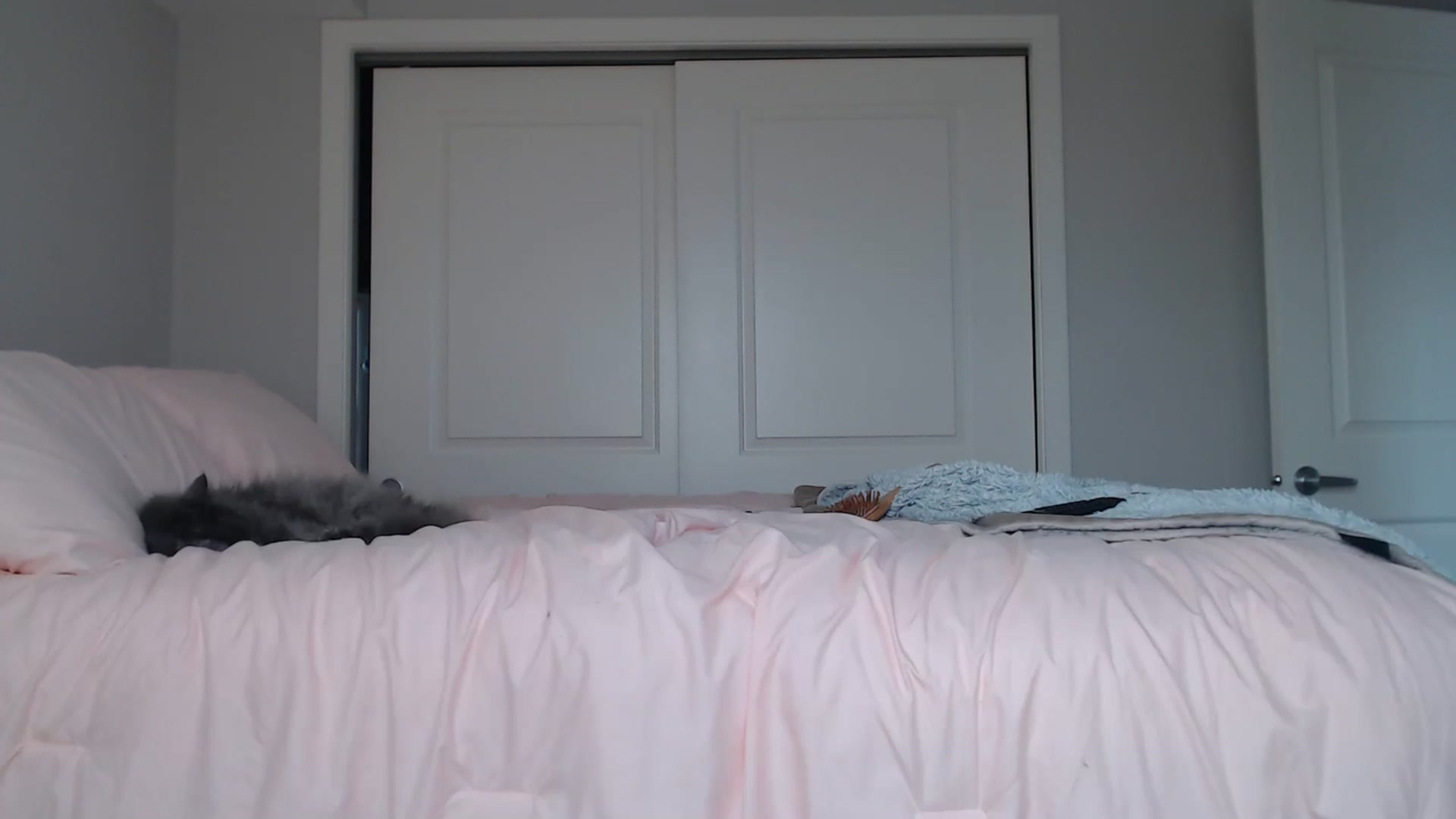 Gallery image thumbnail from AlexisWildest's myfreecams stream on, 08/24/2024, 24:46 image 15 of 20