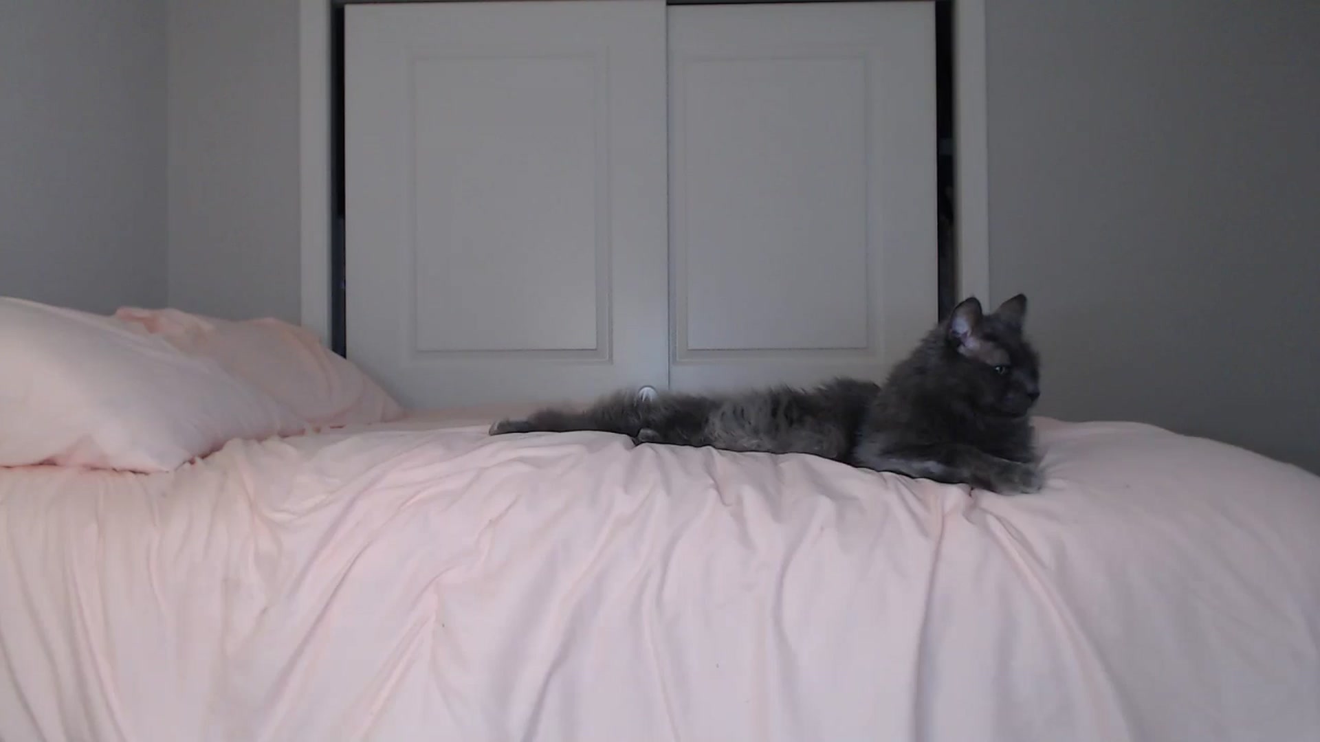 Gallery image thumbnail from AlexisWildest's myfreecams stream on, 08/27/2024, 02:55 image 14 of 20