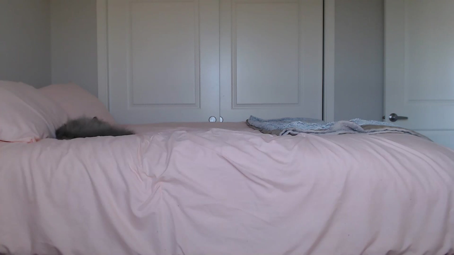 Gallery image thumbnail from AlexisWildest's myfreecams stream on, 09/01/2024, 24:04 image 17 of 20