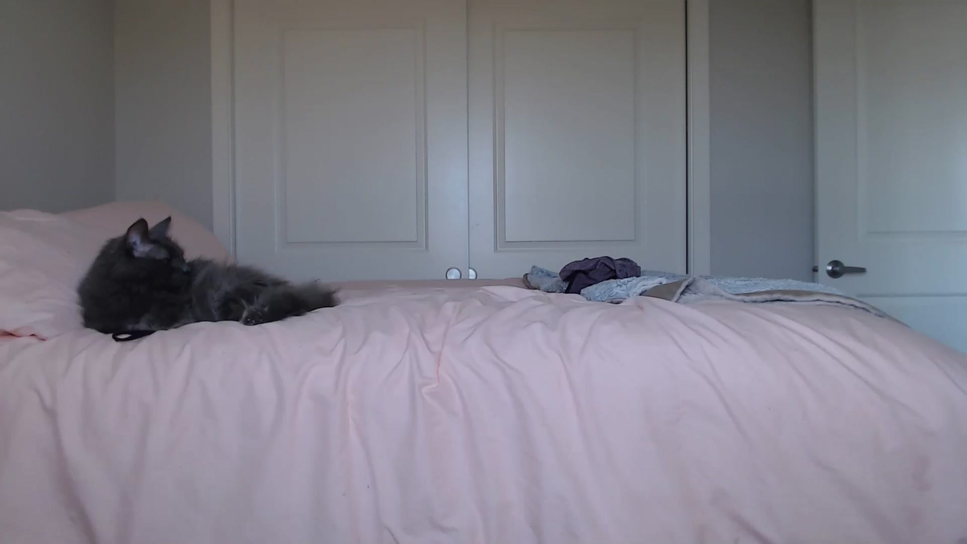 Gallery image thumbnail from AlexisWildest's myfreecams stream on, 09/01/2024, 01:08 image 1 of 20