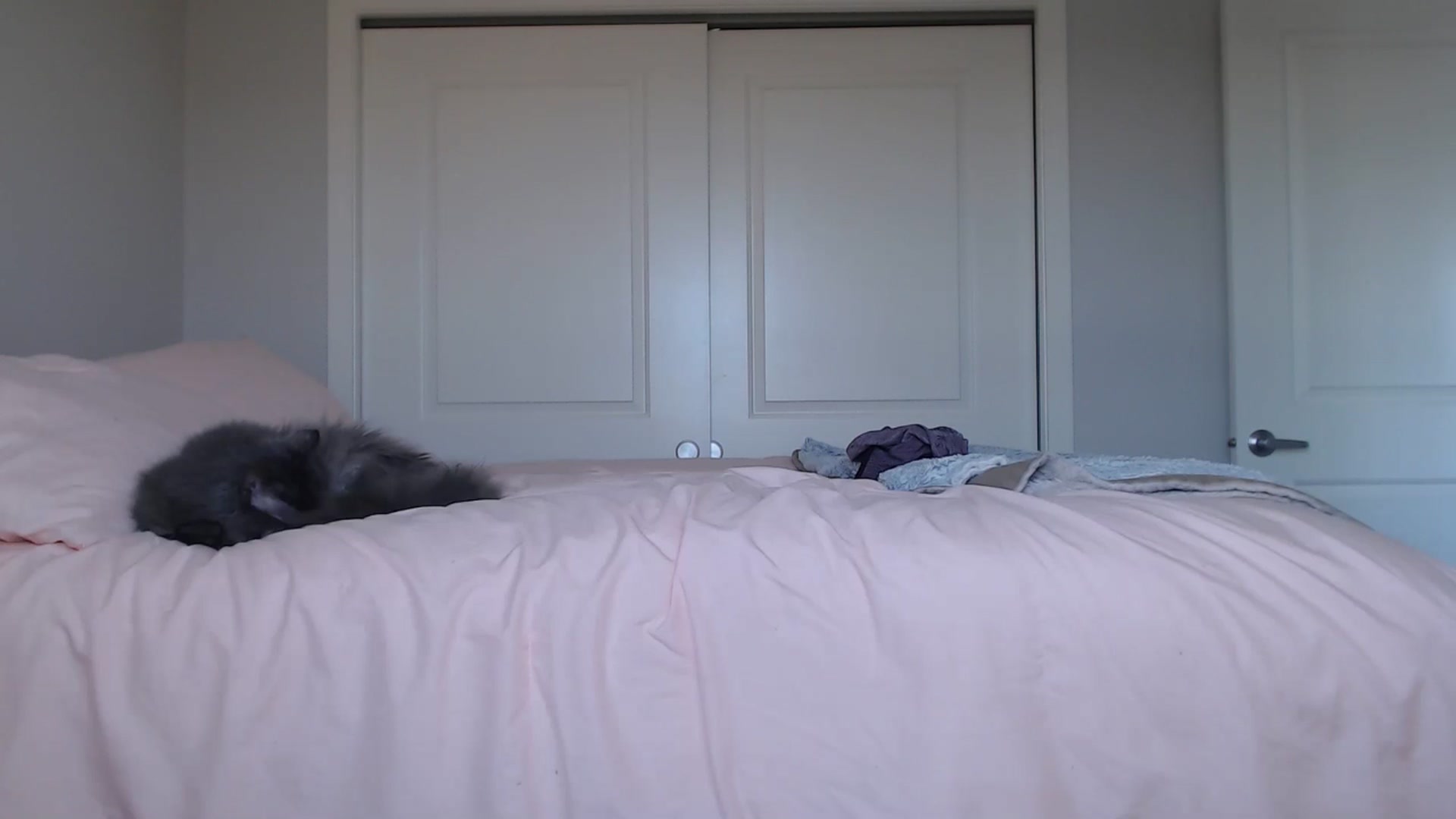 Gallery image thumbnail from AlexisWildest's myfreecams stream on, 09/01/2024, 01:08 image 4 of 20
