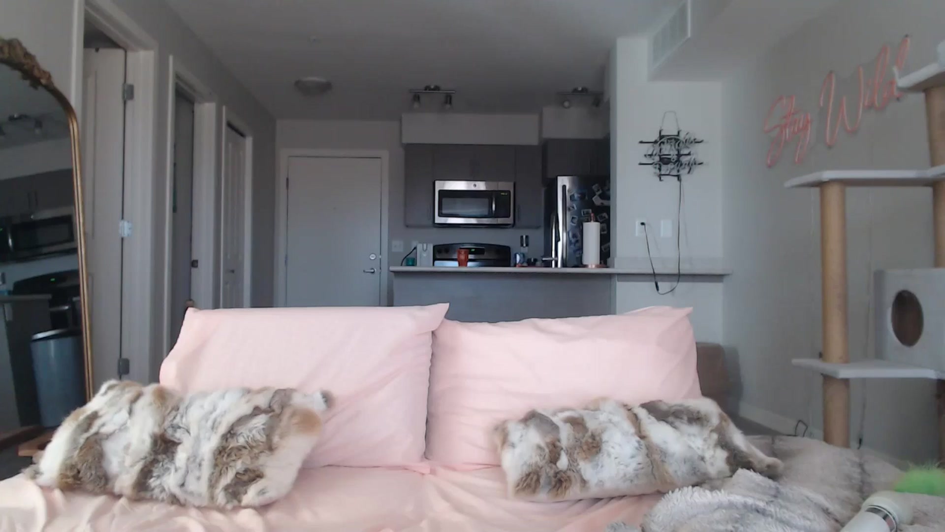 Gallery image thumbnail from AlexisWildest's myfreecams stream on, 03/15/2025, 19:46 image 19 of 20