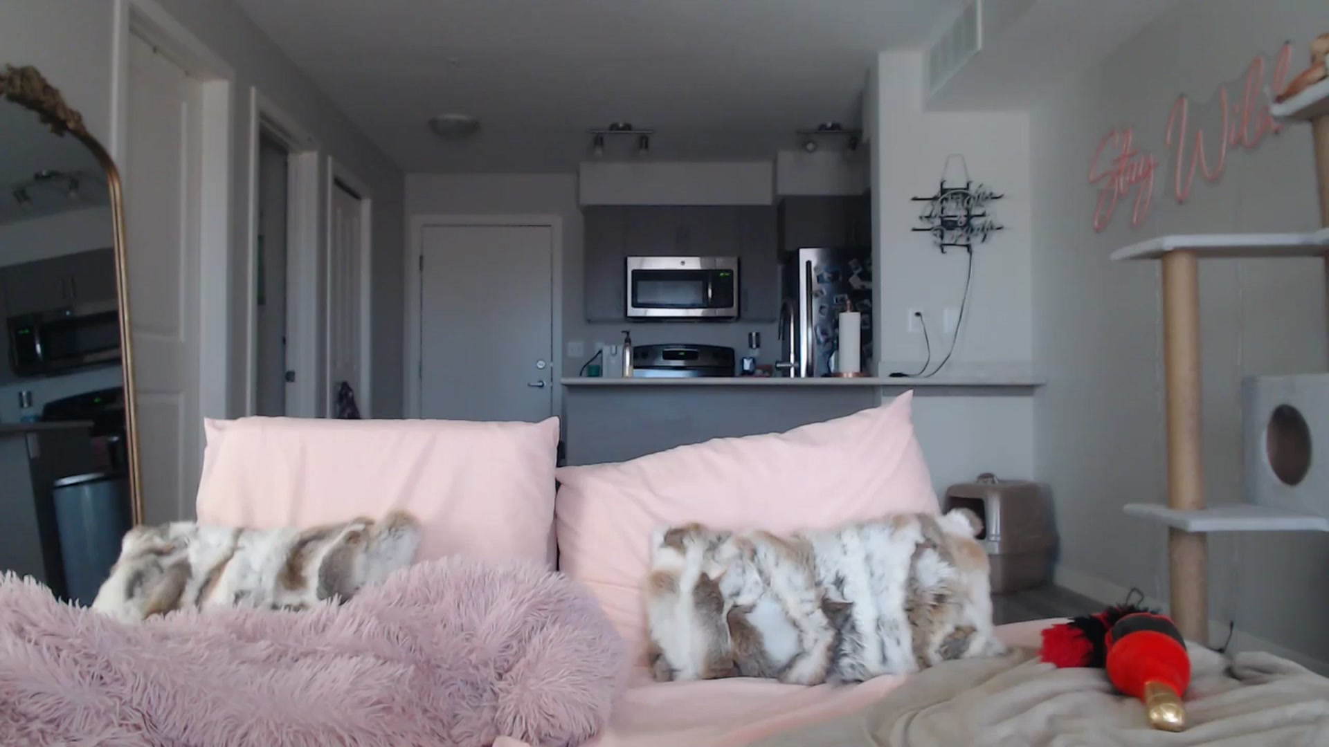 Gallery image thumbnail from AlexisWildest's myfreecams stream on, 03/22/2025, 19:21 image 8 of 20