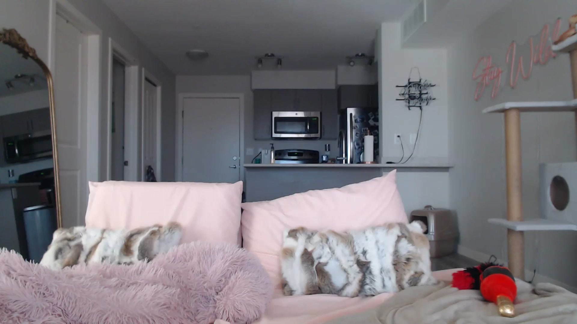 Gallery image thumbnail from AlexisWildest's myfreecams stream on, 03/22/2025, 19:21 image 11 of 20