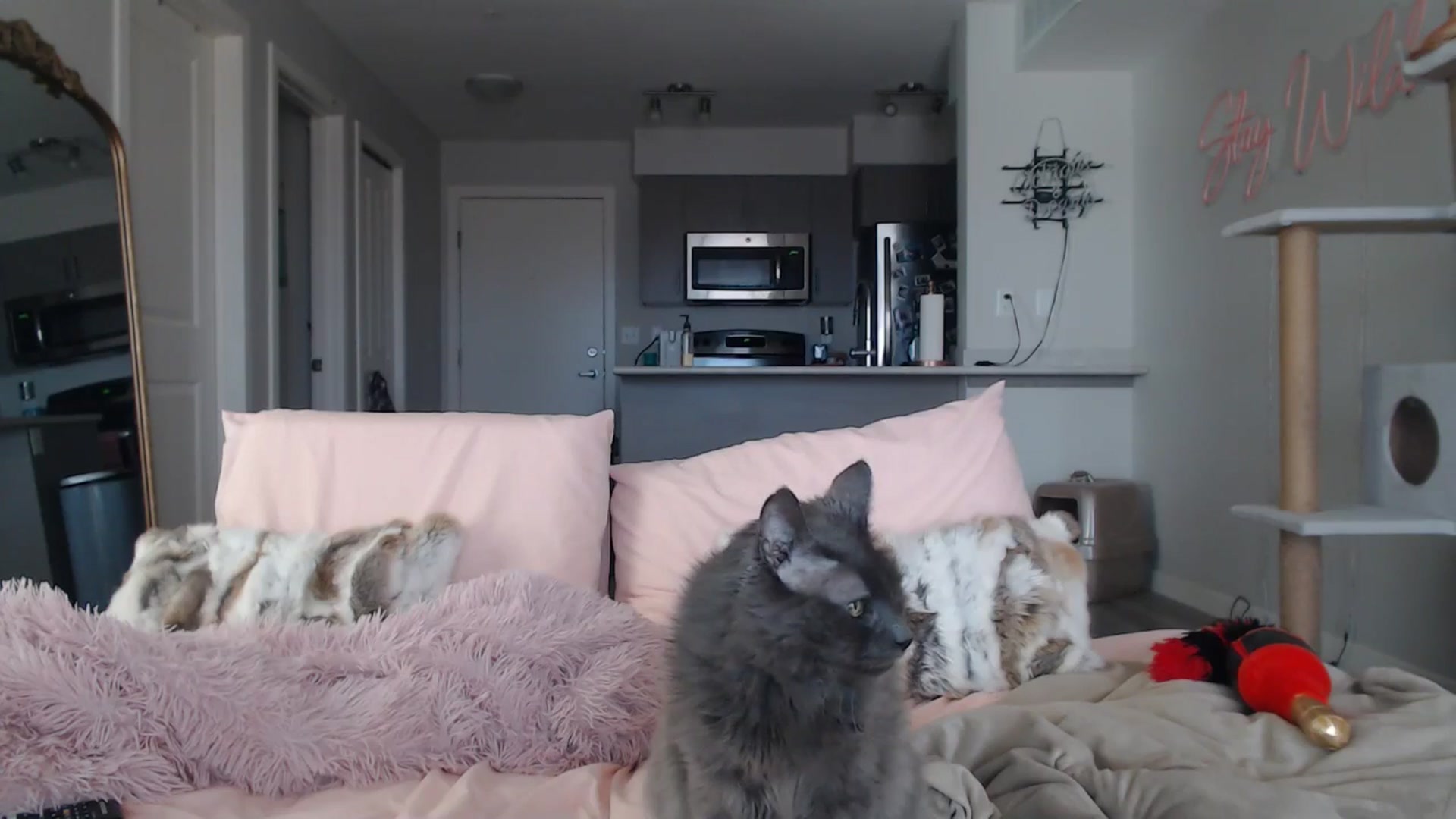Gallery image thumbnail from AlexisWildest's myfreecams stream on, 03/22/2025, 19:48 image 5 of 20